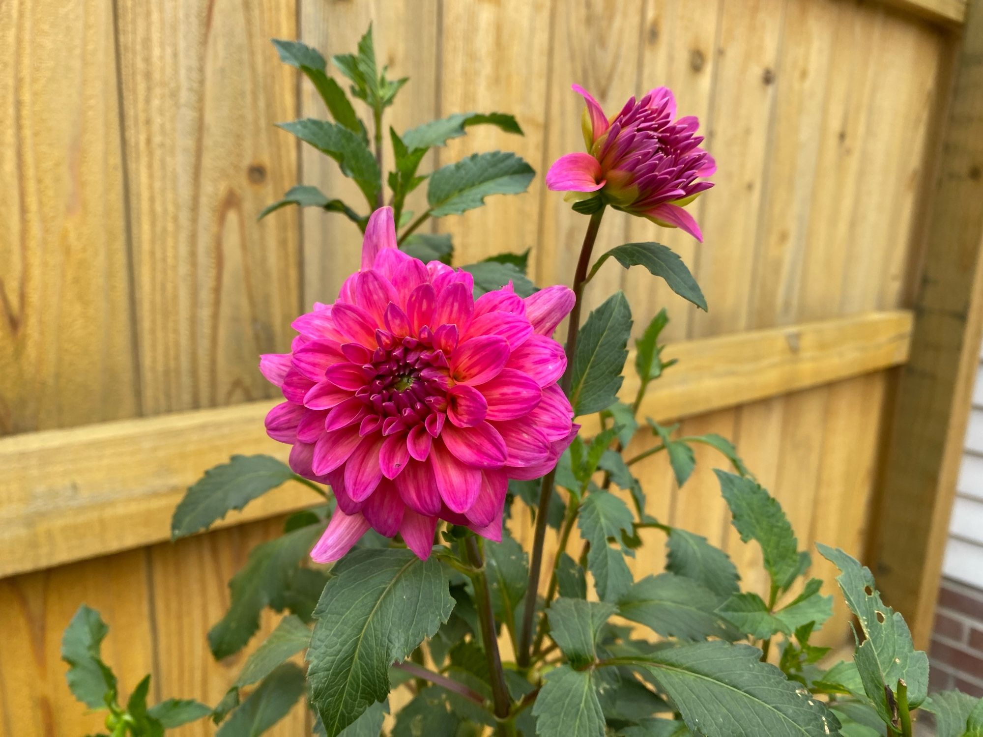 Excentric dahlia, surviving despite my neglect this year. A bright magenta bloom