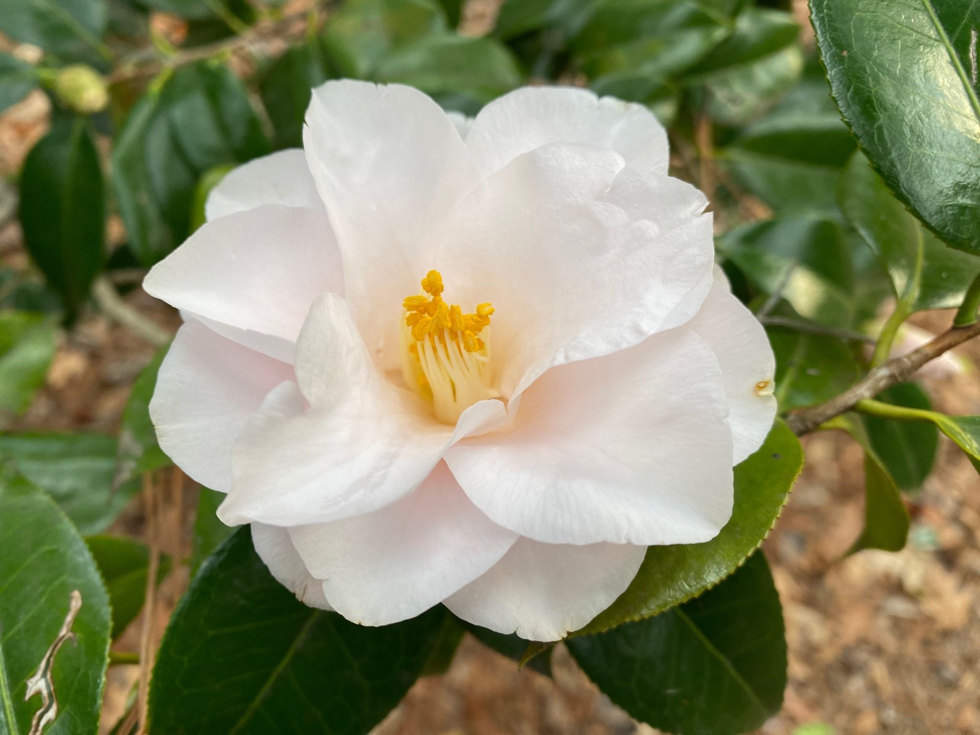 Magnoliaeflora camellia. The flowers are white at first, and then you look for a while and see just a hint of blush. Unique shape to the petals.