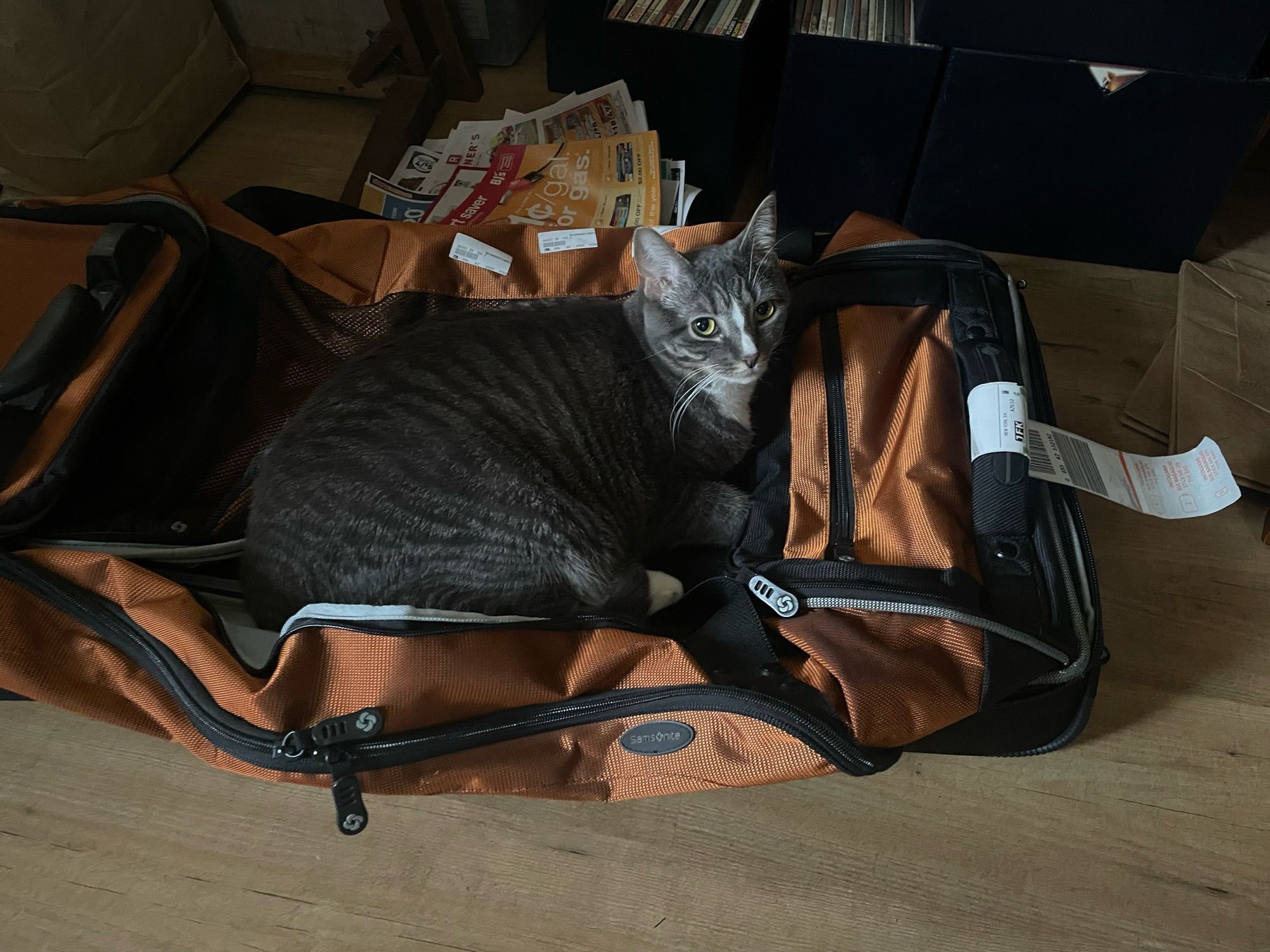 A slightly chonky grey tabby cat lies on top of an orange duffle-style suitcase.