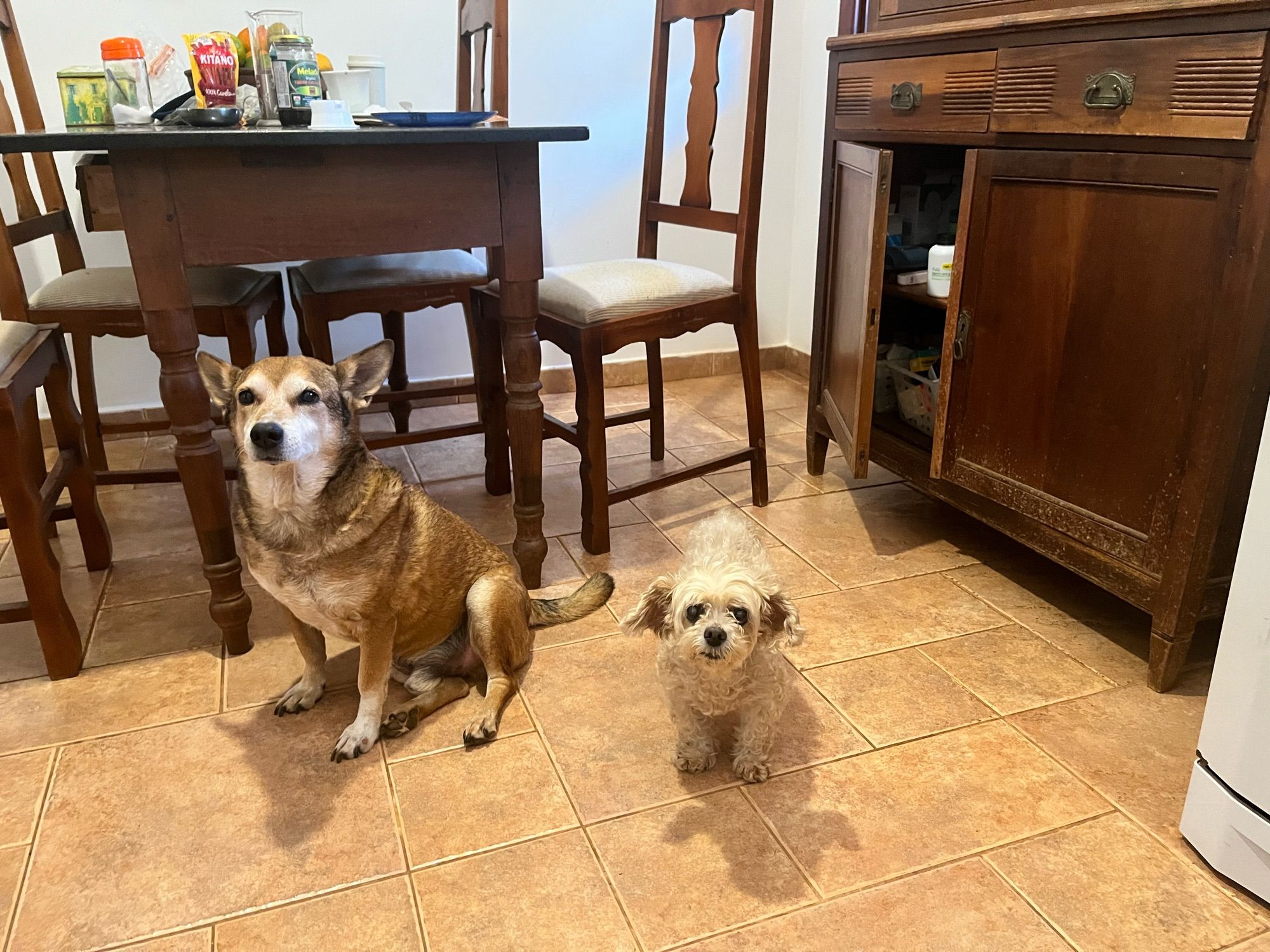 picture of my kitchen with my two dogs in front of the dining table. django on the left is a light warm brown mutt, medium sized with a short coat, sitting down with a long thick tail and triangular ears standing up. hobbes is a small maltipoo, standing and looking at the camera with floppy ears and hair in a puppy cut, looking more beige than white because he’s quite dirty