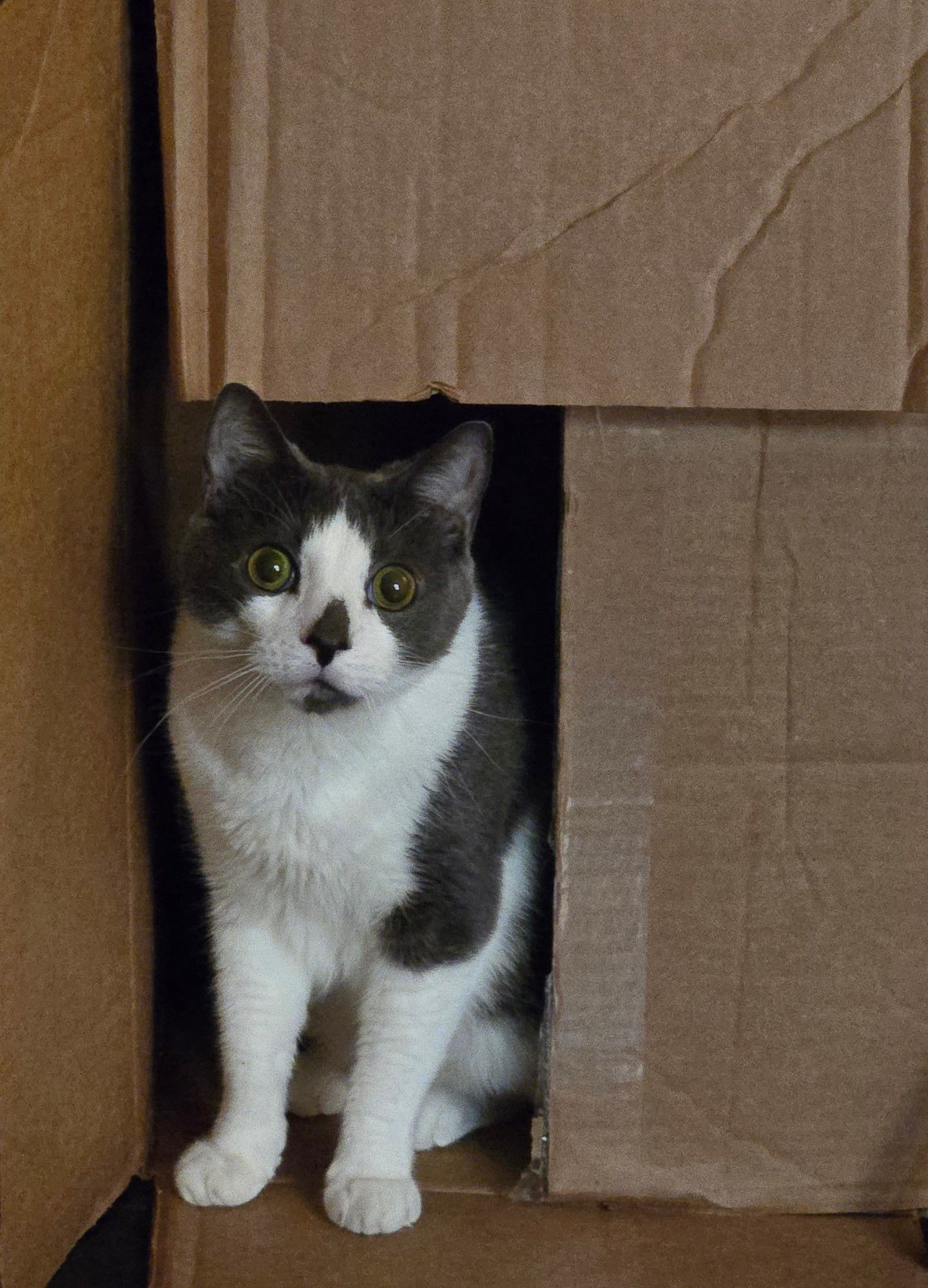 A silly and adorable gray and white cat stoops his head to look out from where he's sitting, in the opening of a cardboard box that's been put on it's side. His green eyes are comically wide, making him look surprised and maybe a little worried. His fur looks super soft and fuzzy and his little white paws are so cute. The little triangular spot of gray on his nose makes it look like a little Christmas tree! I kiss him face