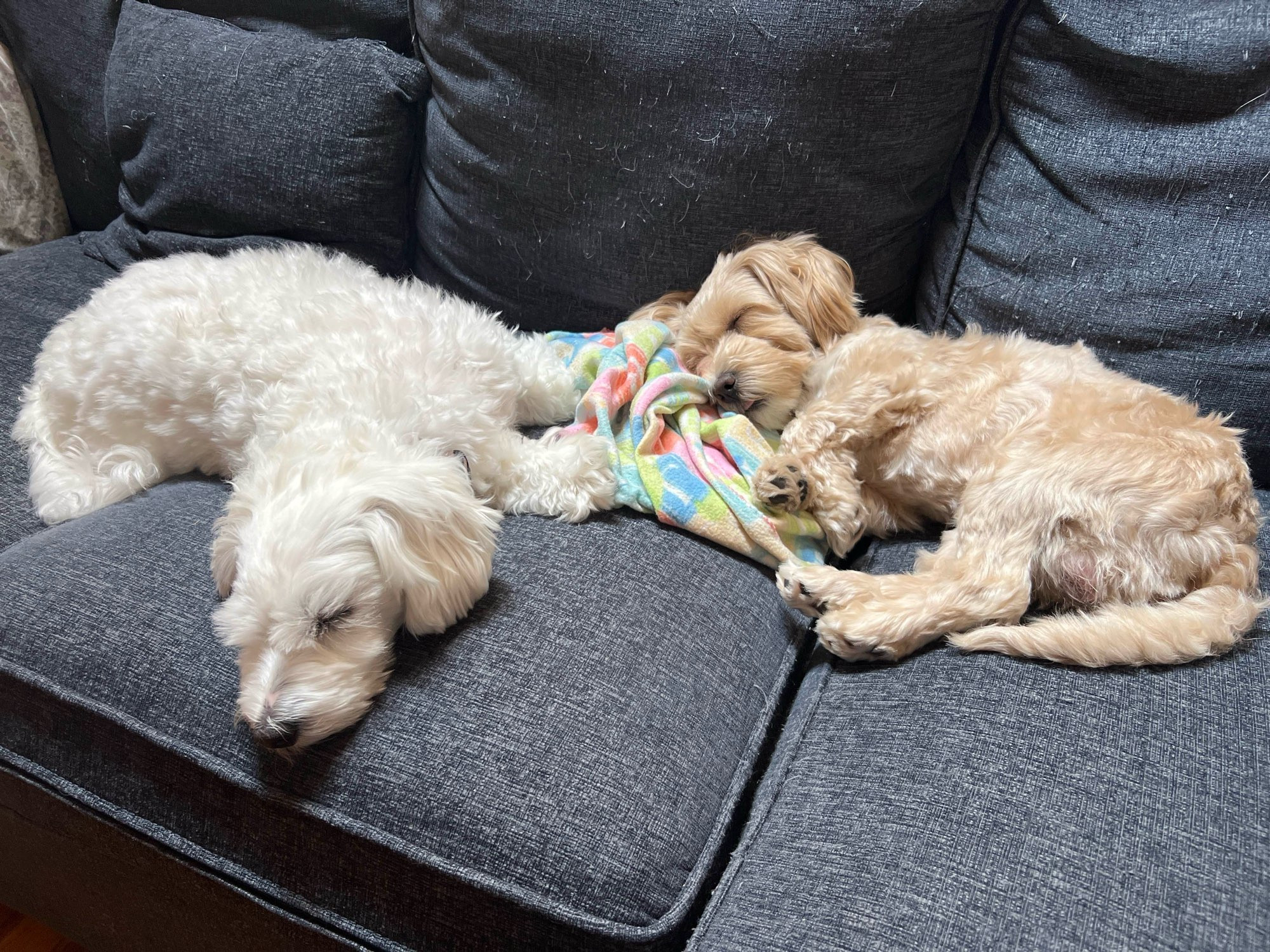 a tiny white dog and a tiny tan dog, fluffy as all getout but recently trimmed, having adorable naps on a couch