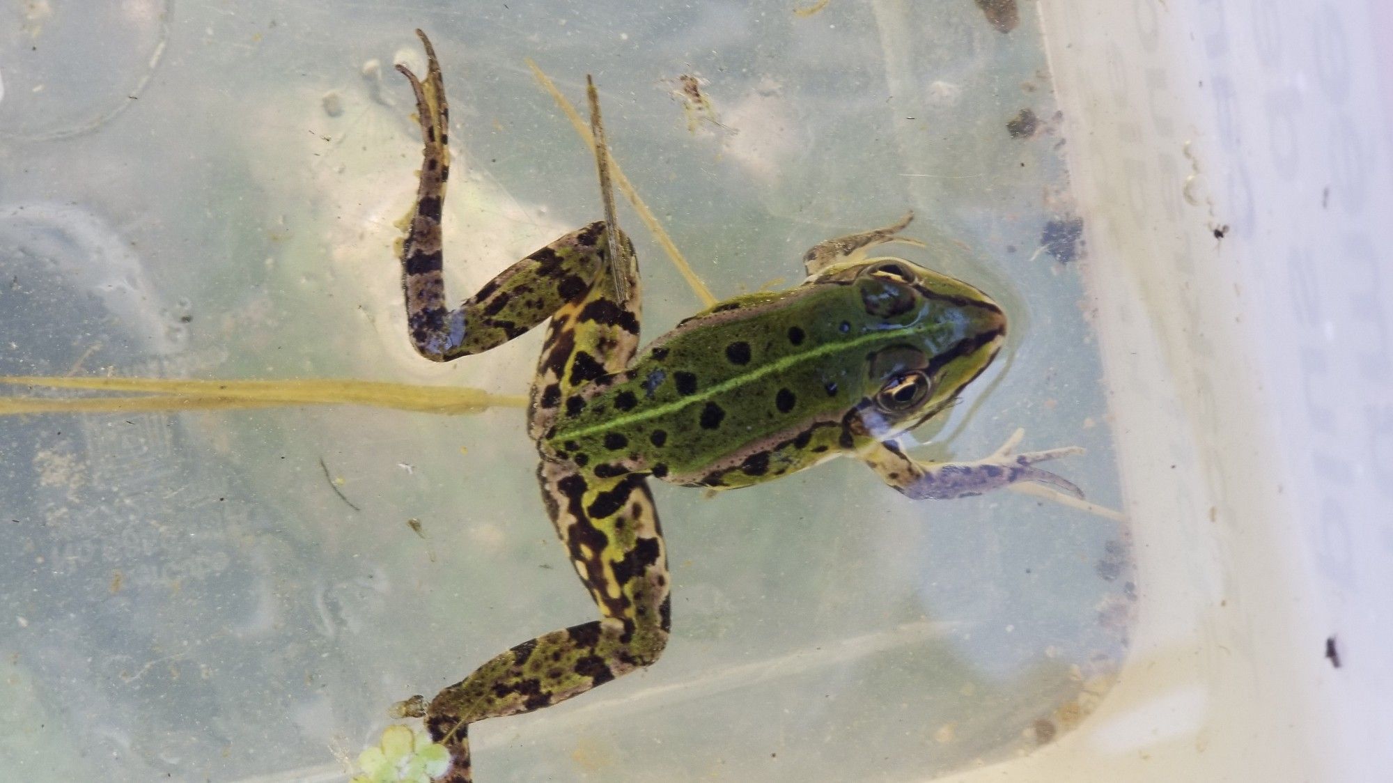 Grenouille dans son bain