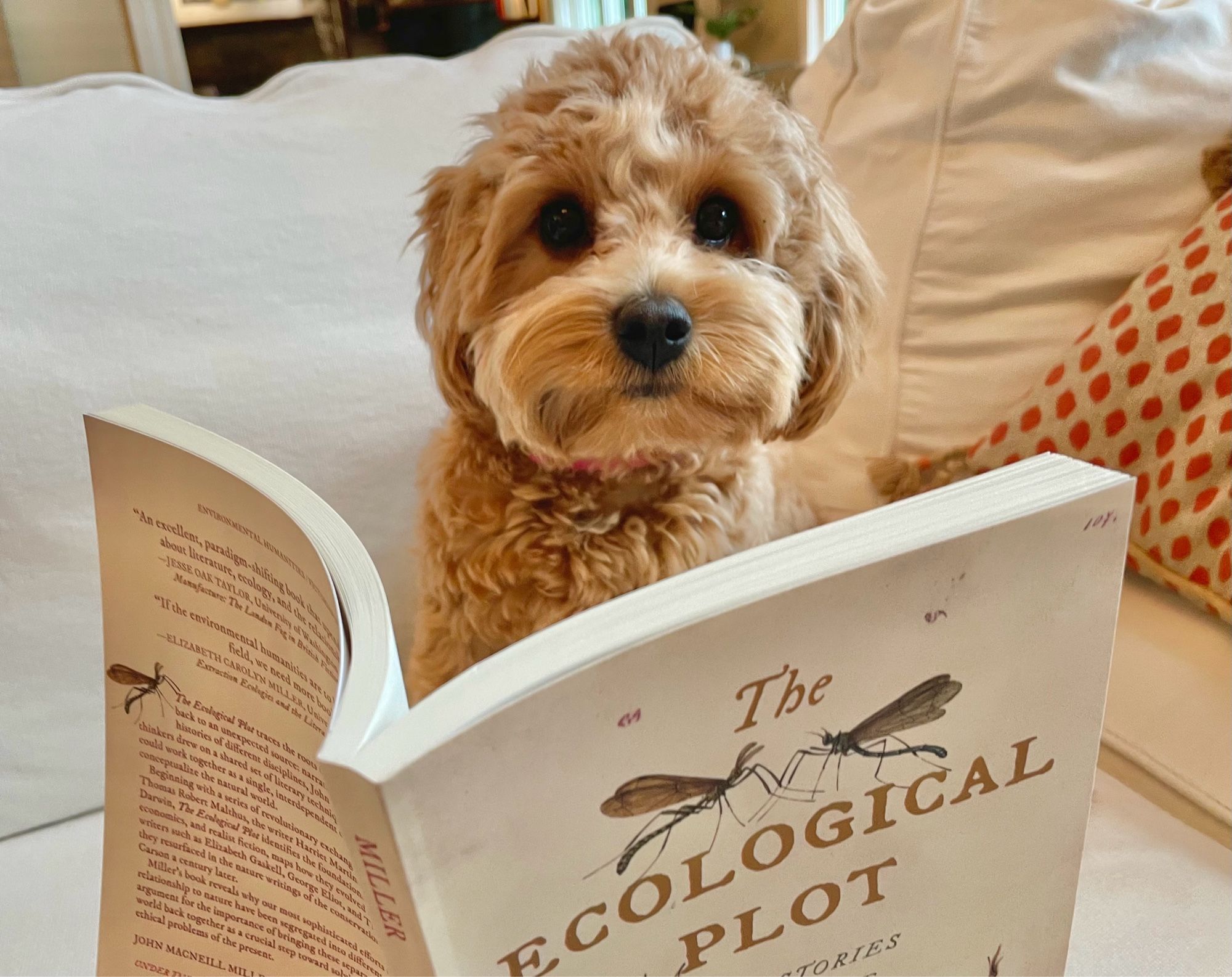 Tilly, an 8-month-old puppy, looks up at the camera after being interrupted during her reading of The Ecological Plot: How Stories Gave Rise to a Science