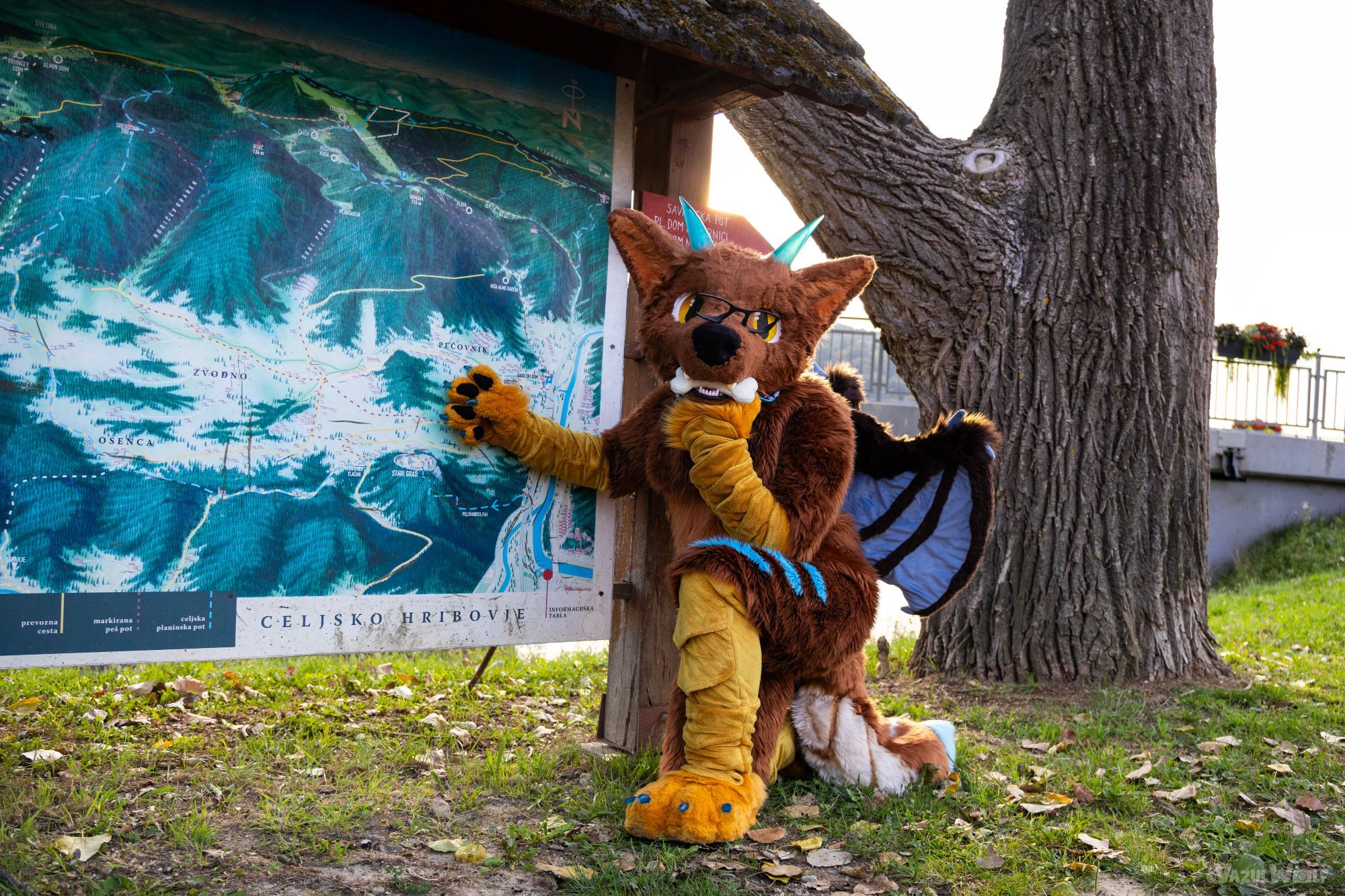 Rayu, a brown werewolf dragon hybrid fursuiter with golden dragon scales on arms and feet and blue striped markings on the left upper thigh, is pointing on a big city map of Celje. He's kneeling on the floor and looking at the viewer. Like in a thinking pose, his left hand is laying on his left knee and holding his head. His wings are peeking out from the right. In the background is a thick trunk of a tree.