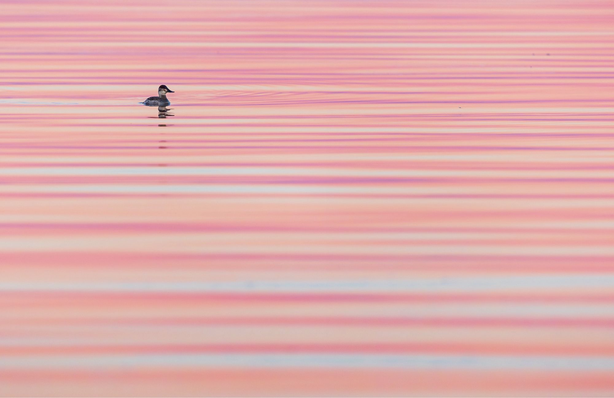 A duck swims in water reflecting the color from the sky above, making it look like the water is made of stripes of white, orange and pink.