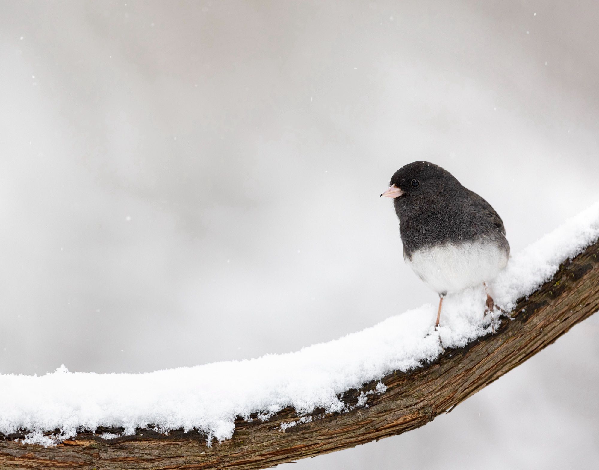 A black-and-white songbird, called a Dark-eyed Junco, sits on a snow-covered branch while small snowflakes fall in the background and on the bird’s head.