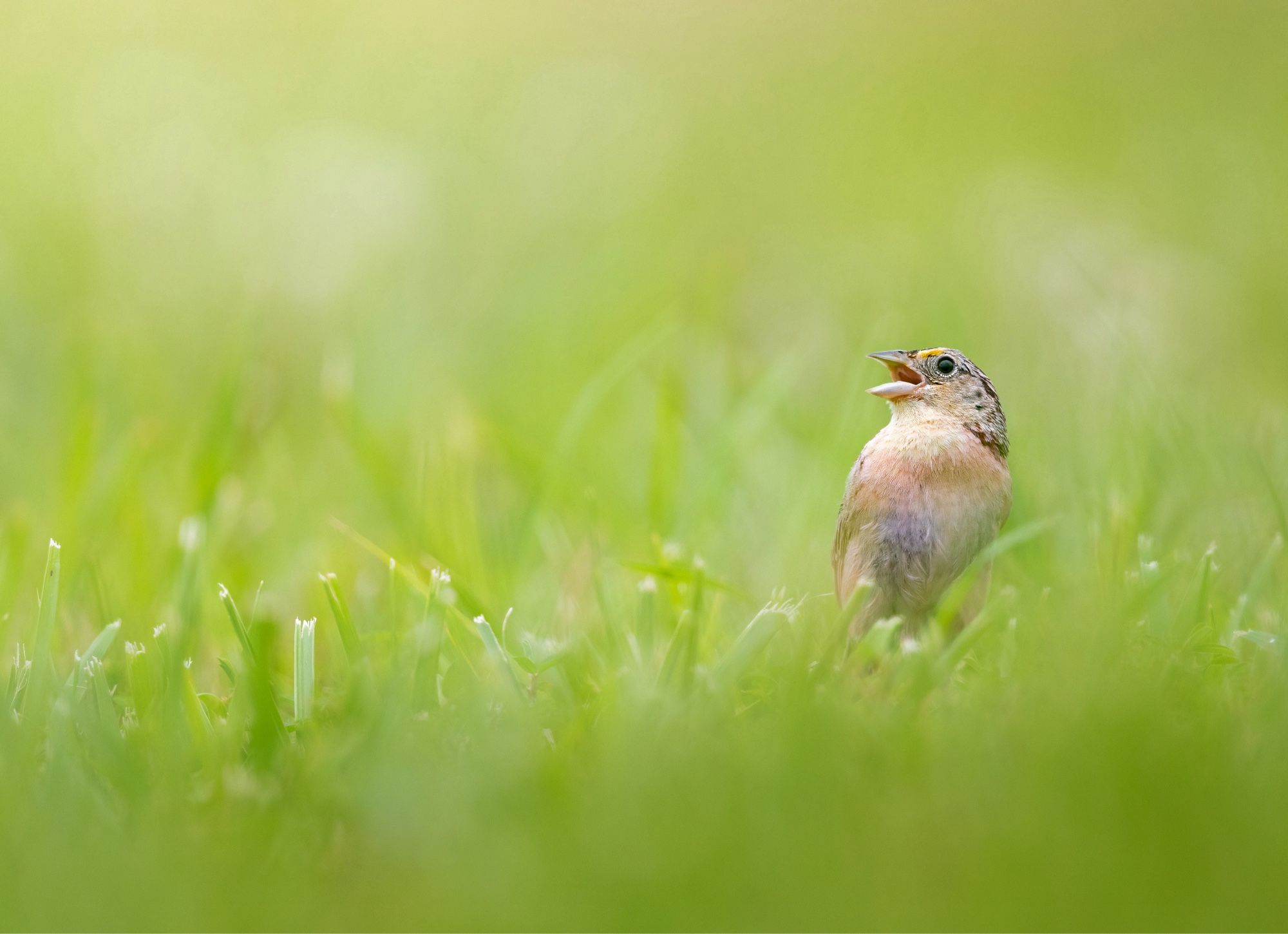 A small, brown bird with slight yellow above its eyes sings from the ground among green and yellow blades of grass