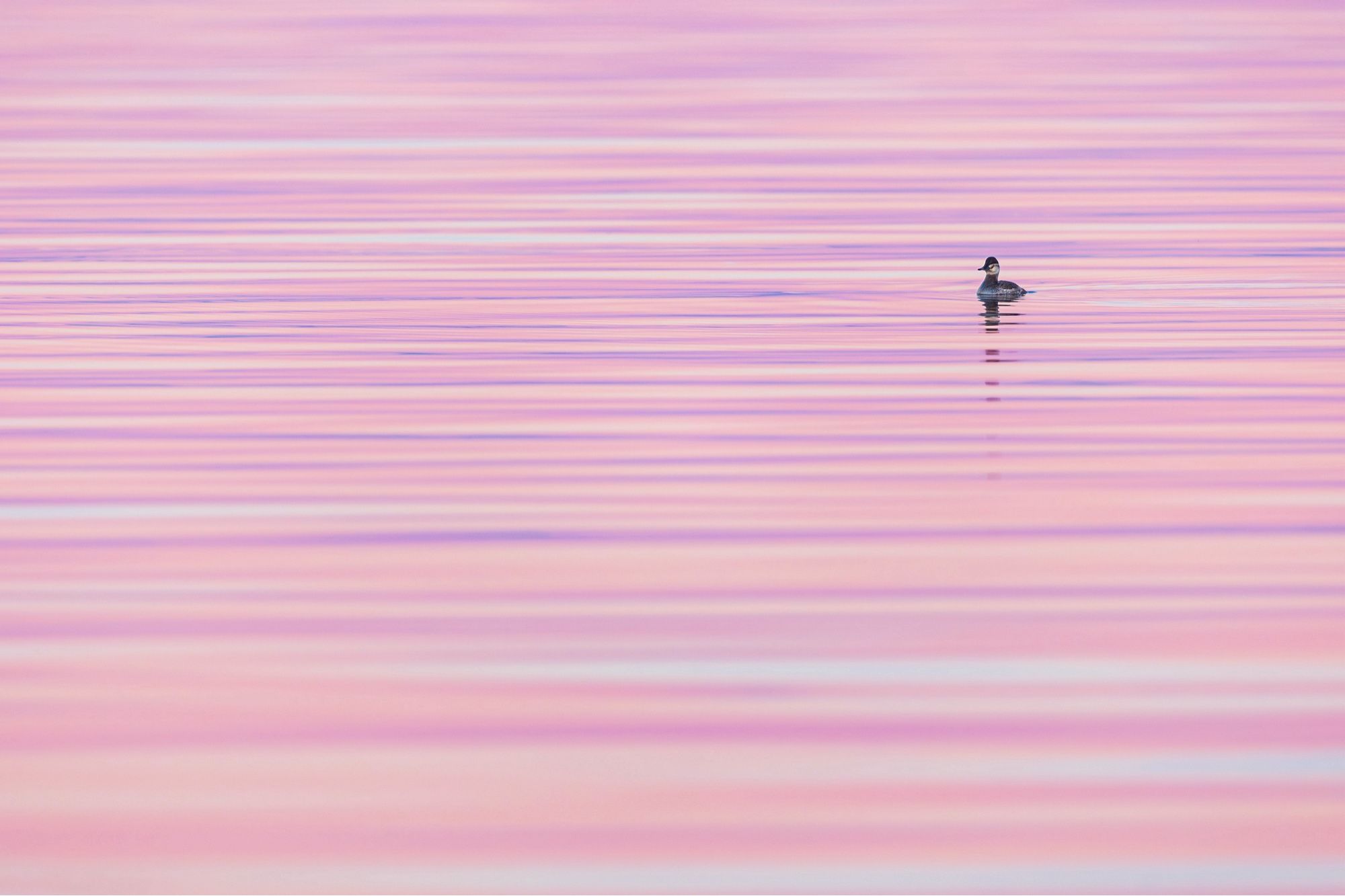 A duck swims in water reflecting the color from the sky above, making it look like the water is made of stripes of white, pink, orange and purple.