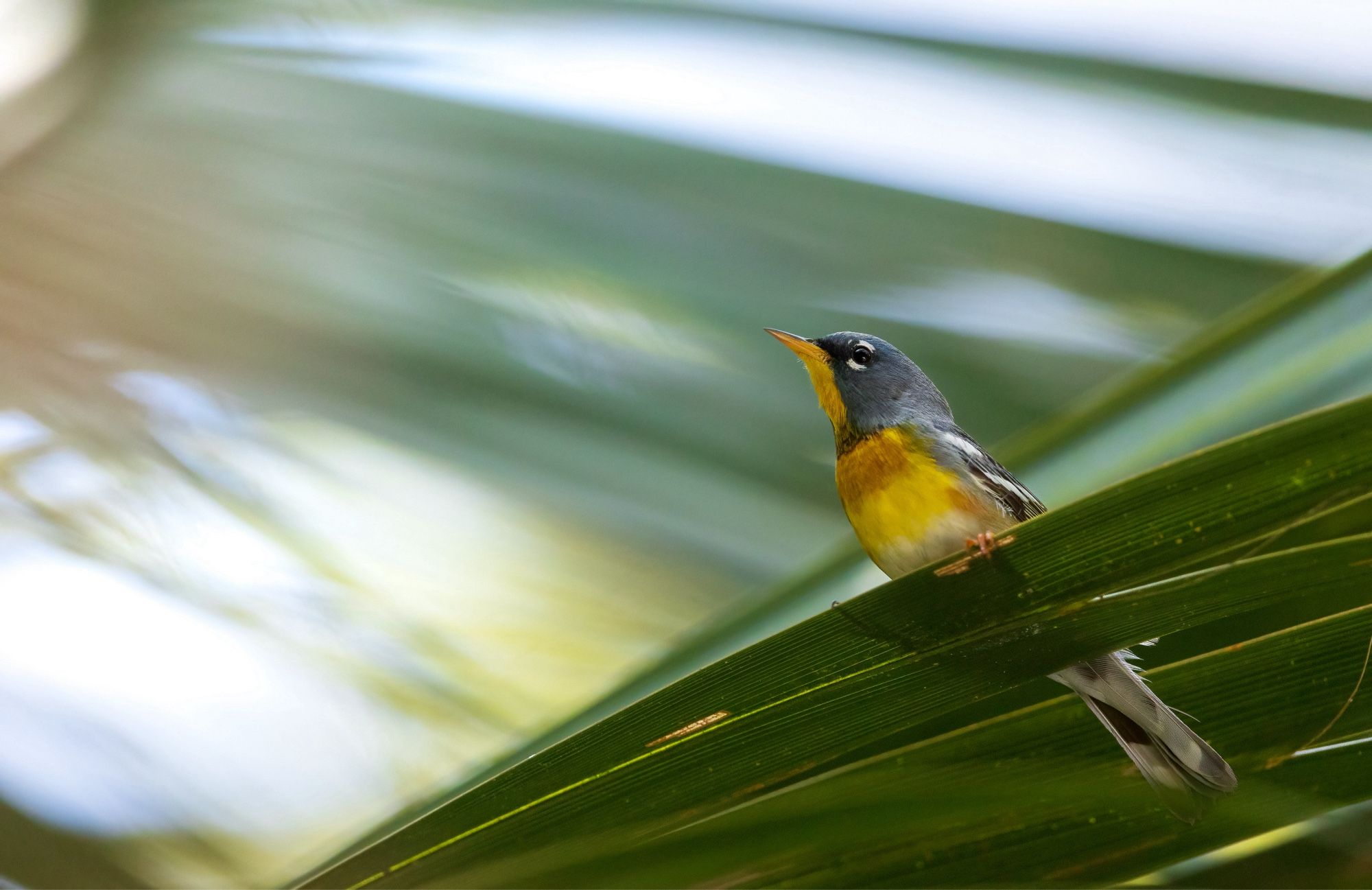 A small gold, white, and bluish-gray bird sits on the sunlit frond of a palmetto. The blurred and hazy view of another palmetto frond cuts through the sunlight in the background.