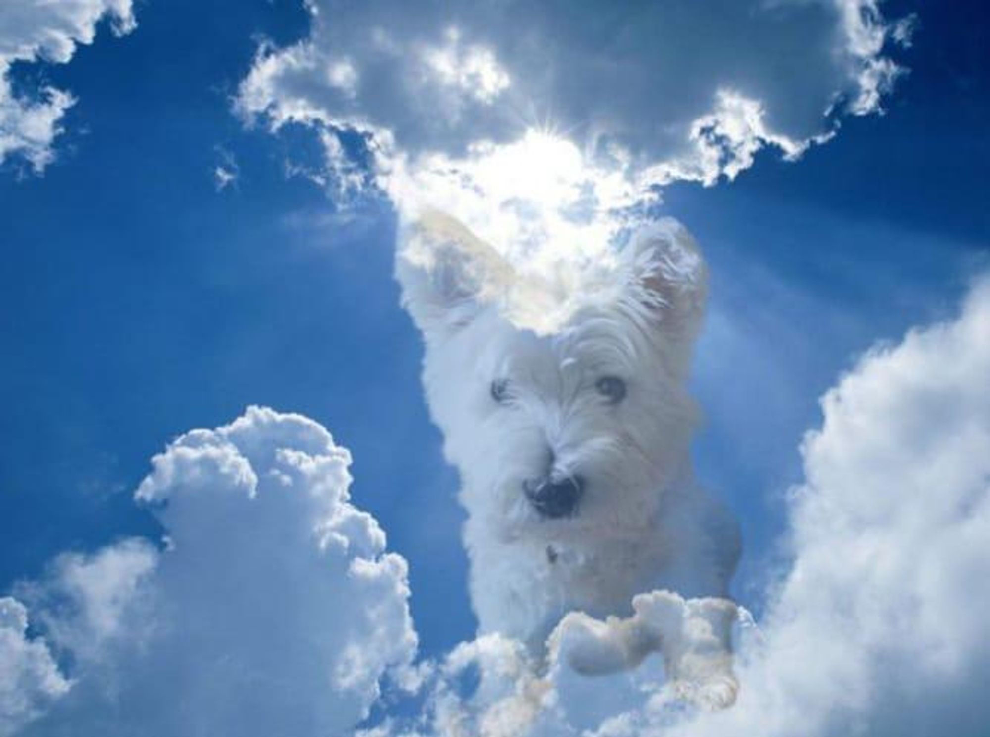 Beautiful Molly Westie dog  floating through fluffy white clouds and blue sky with beams of sun rays shining down on her.