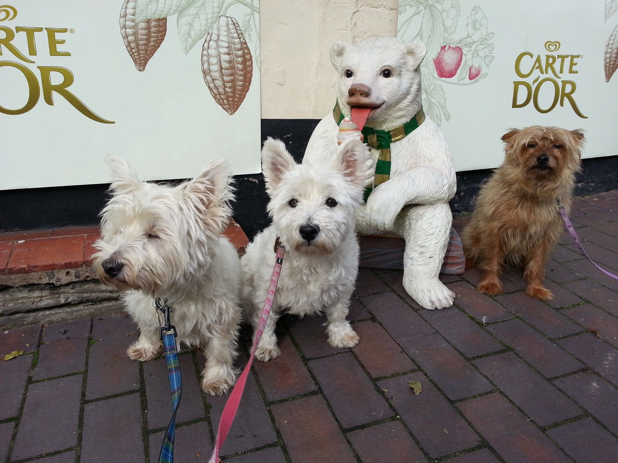 Three small dogs, two Westies ( Lewis and Molly ) and a Yorkie ( Mooch ) sitting outside an ice-cream shop. They are sitting next to a bear eating an ice-cream.