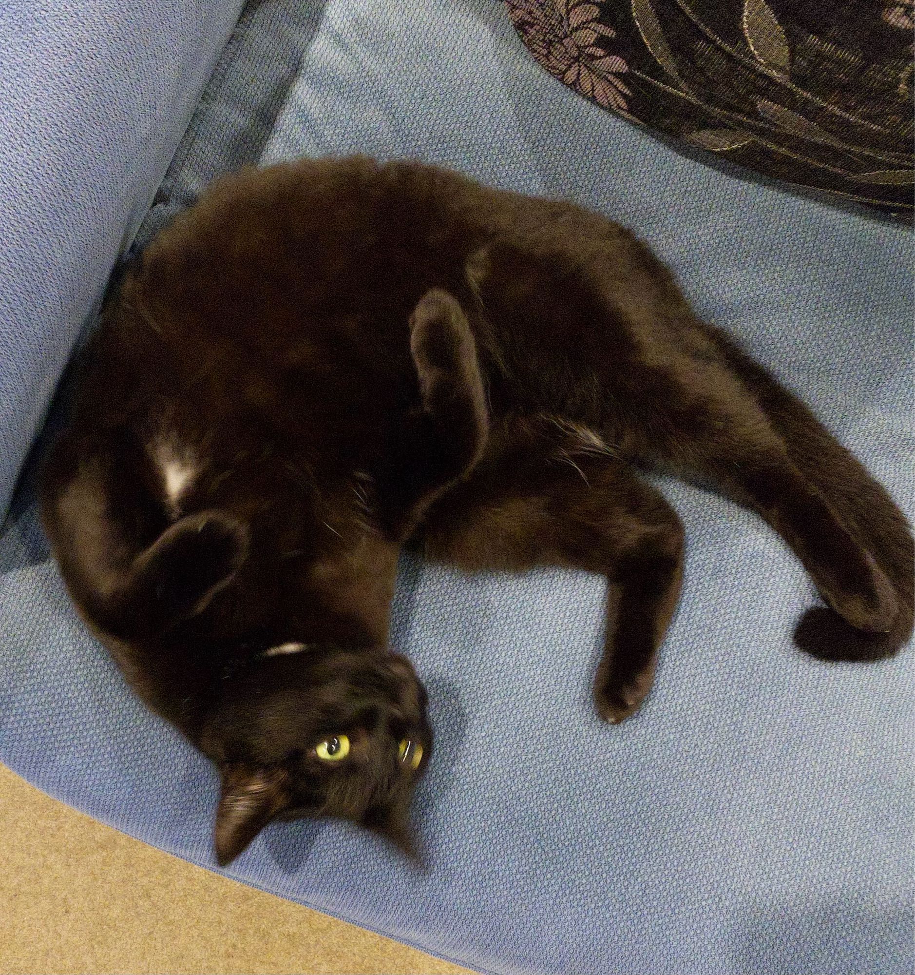 Photo is a black cat with a tuft of white at chin and underarm (under front leg). She is rolling on her back exposing her belly.