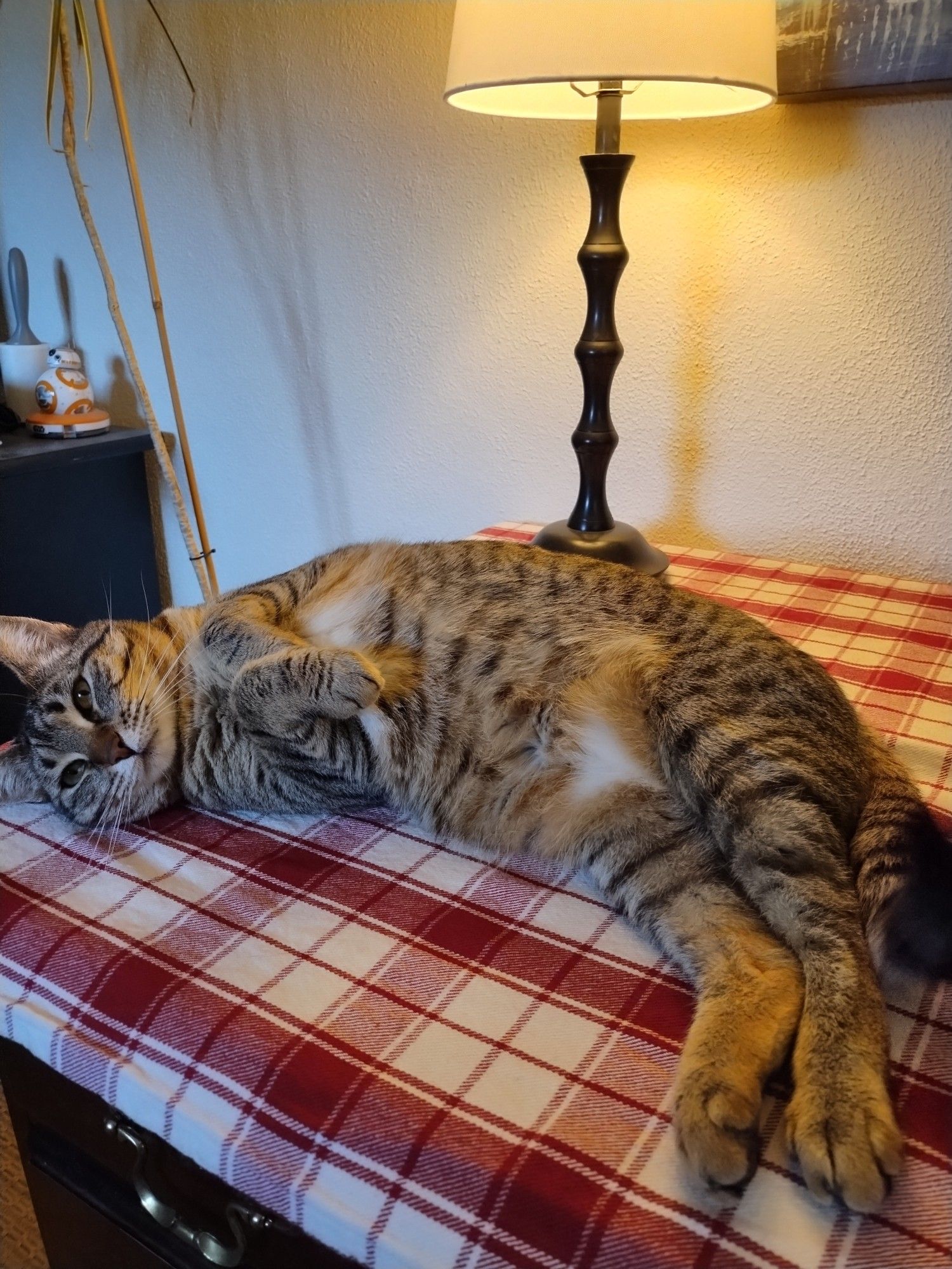 Tabby cat on her side laying on a red and white tablecloth, under a desk lamp