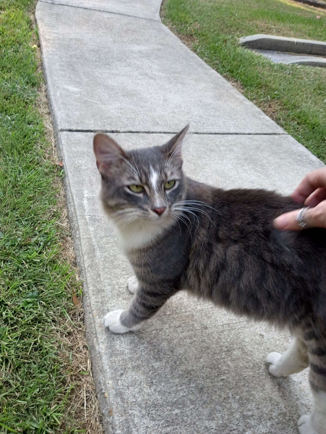 My cat named Blockchain gives me the evil eye for touching him while he strikes a pose.