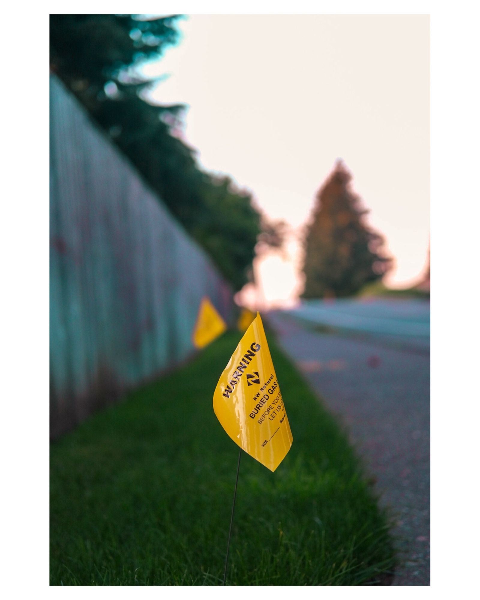 Small yellow flag in a patch of green grass between a fence and sidewalk. It’s a locate for the natural gas line in that easement.