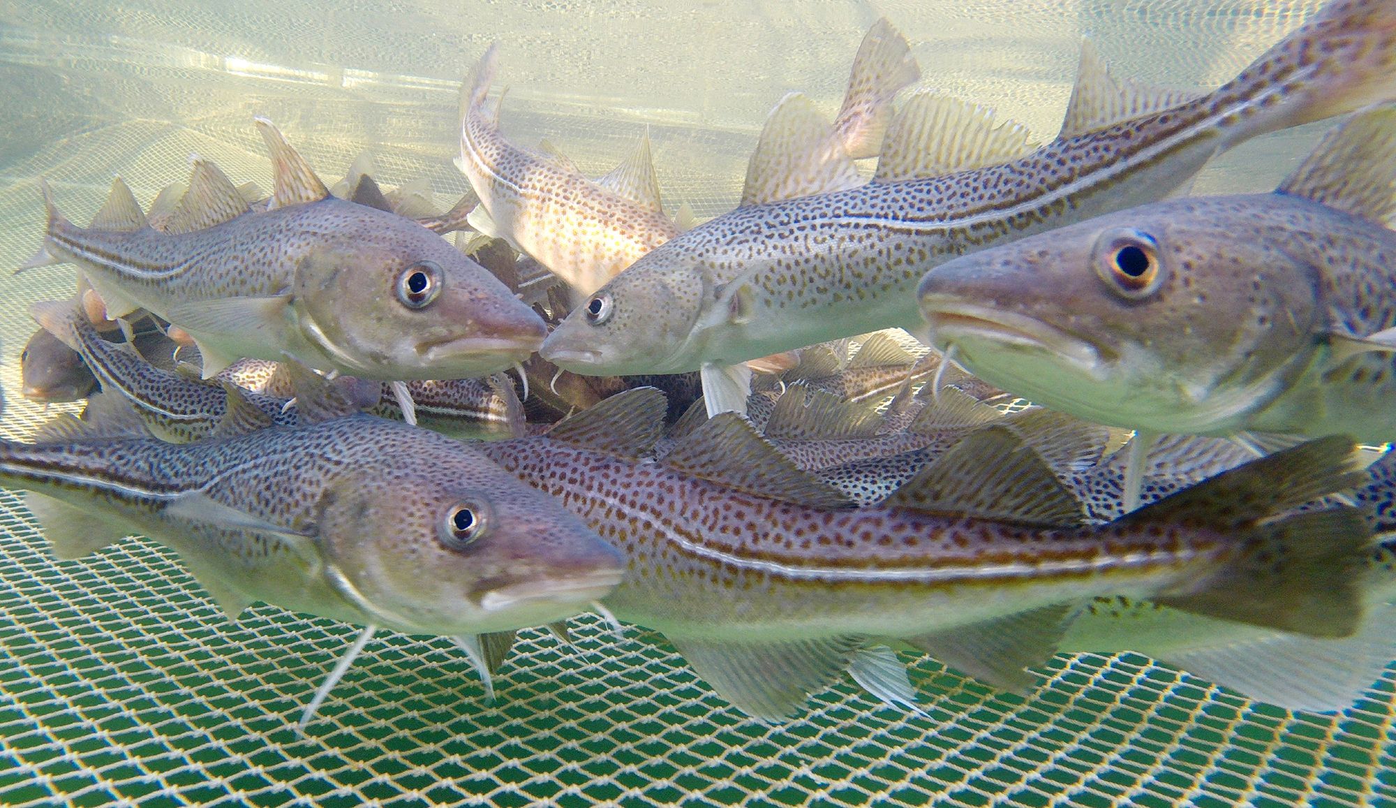 Einst Brotfisch der Ostseefischerei, heute in der dauerhaften Bestandskrise - der Ostdorsch (hier in einem Netzkäfig zu Untersuchungszwecken). Foto: Annemarie Schütz, Thünen-Institut für Ostseefischerei