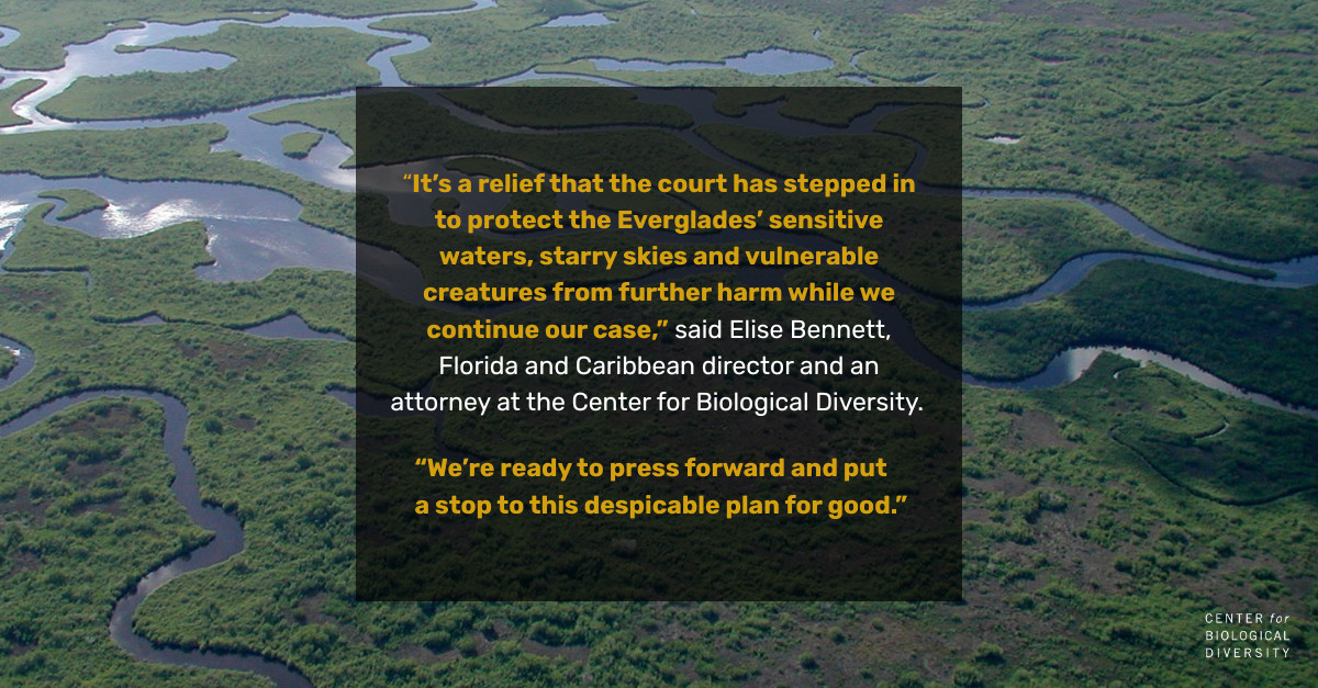 The Everglades, seen from above. A network of green plantlife interlaced with ribbons of shining water stretching to the horizon. There is yellow and white text with a transparent black background laid over the image: “It’s a relief that the court has stepped in to protect the Everglades’ sensitive waters, starry skies and vulnerable creatures from further harm while we continue our case,” said Elise Bennett, Florida and Caribbean director and an attorney at the Center for Biological Diversity. “We’re ready to press forward and put a stop to this despicable plan for good.”