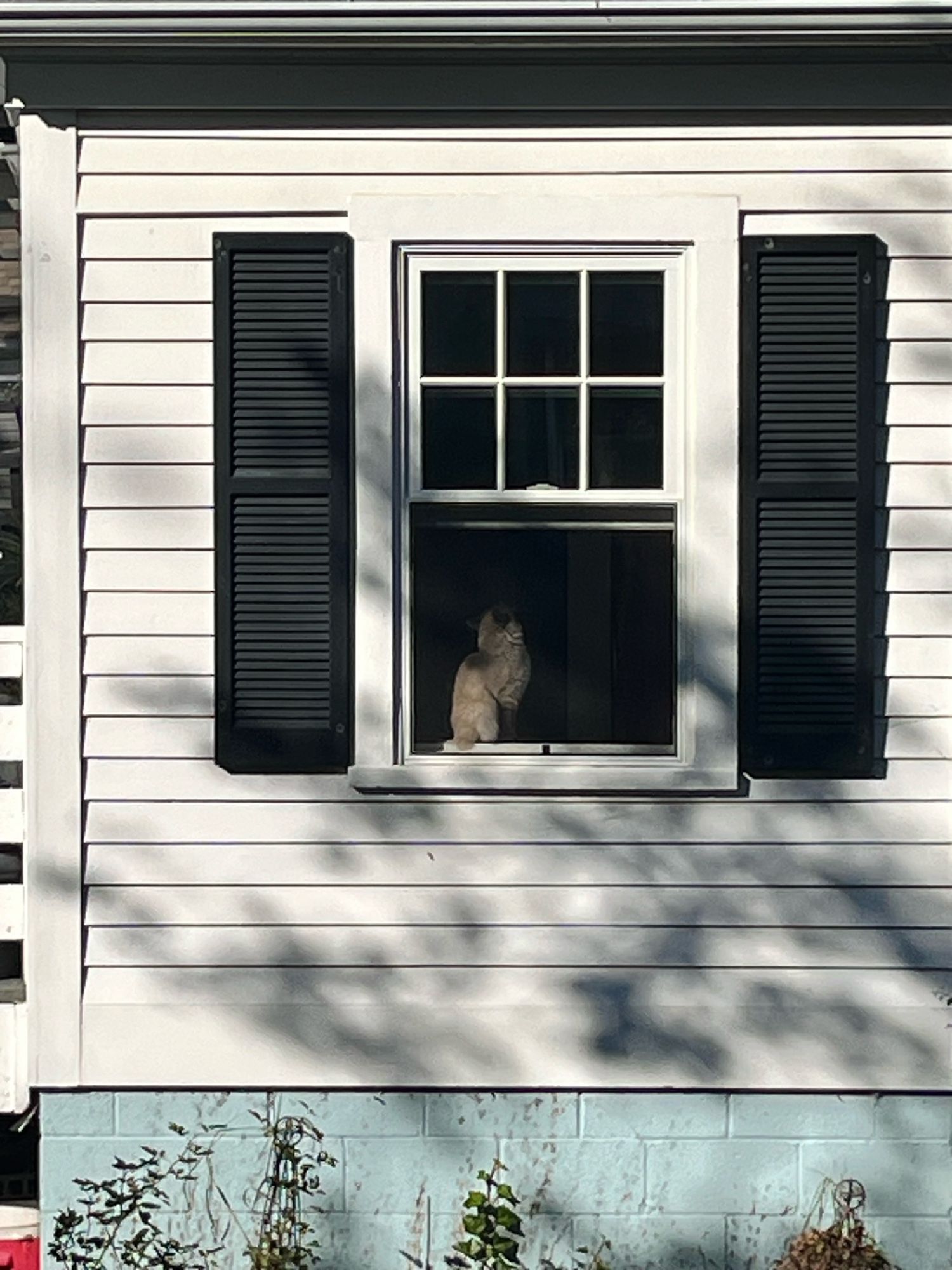 Siamese cat in the window from outside. The house is white clapboard with black shutters.