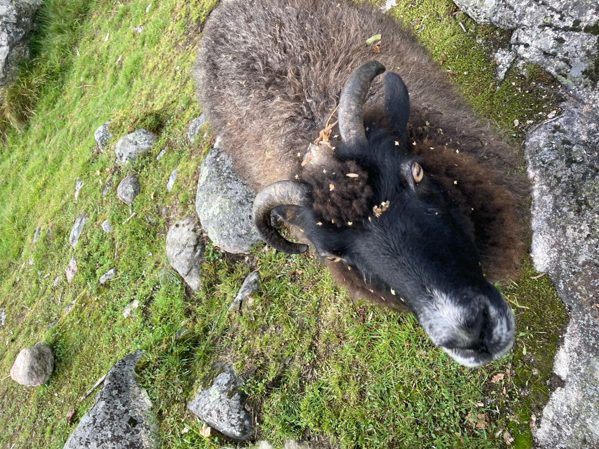 Lammas tuli lähituntumaan tarkkailemaan