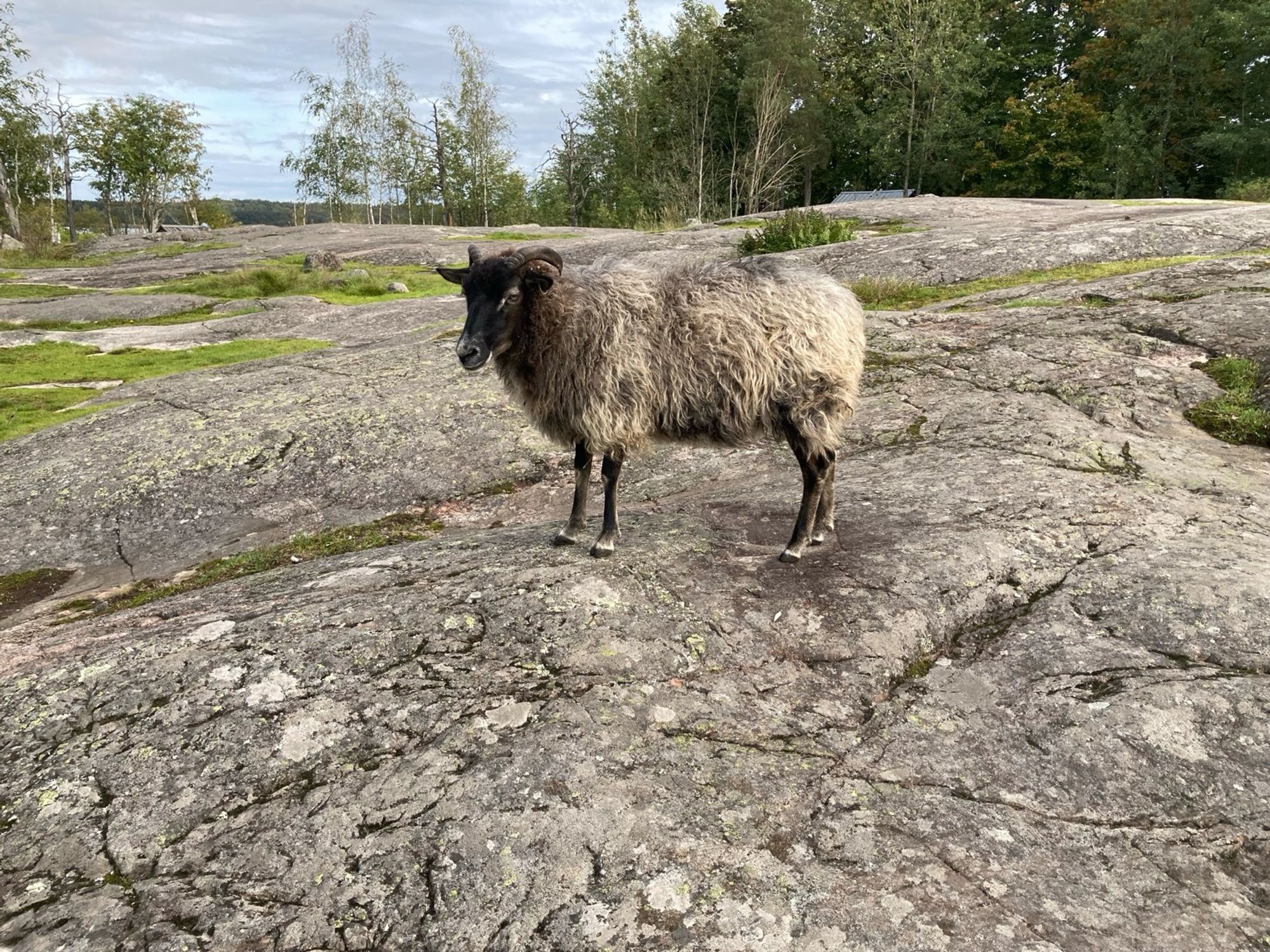 Lammas seisoo kalliolla Kuusiluodossa