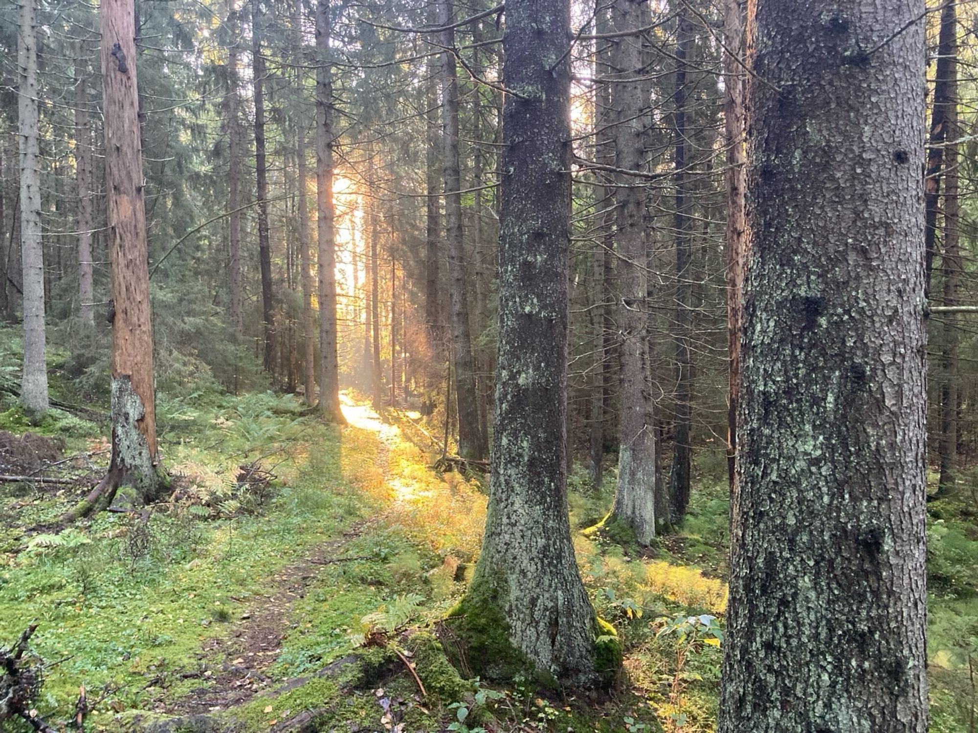 Puita ja keloja polun varrella, aurinko valaisee sumuista kaistaletta metsässä