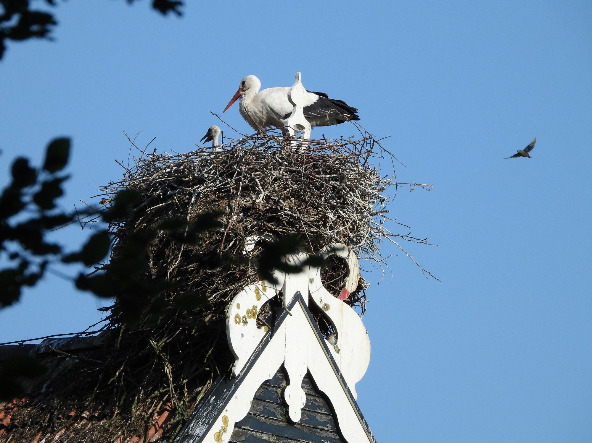 Ooievaar met jong op nest, achter een uilebord, met op de achtergrond een koekoek