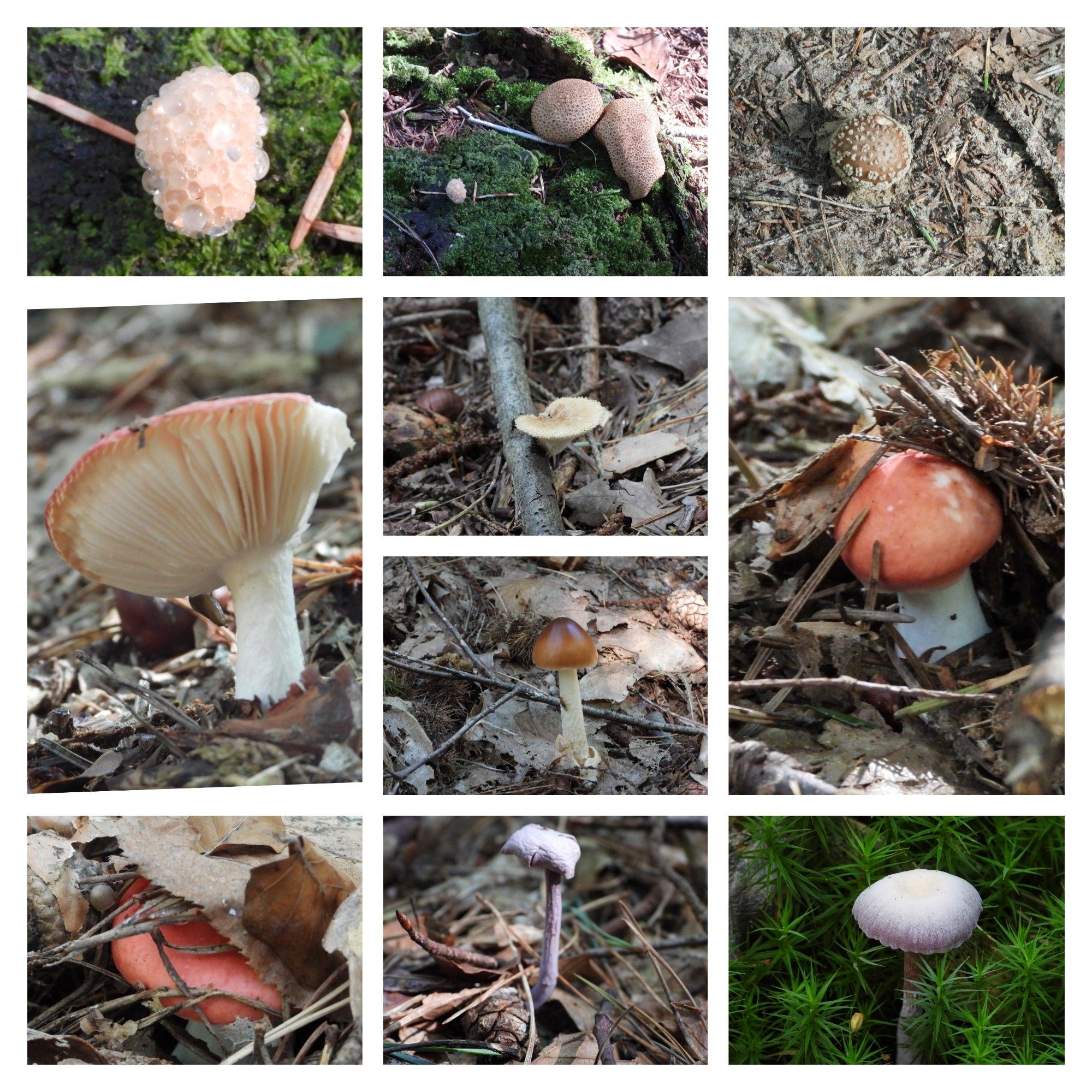 Diverse paddestoelen in het bos