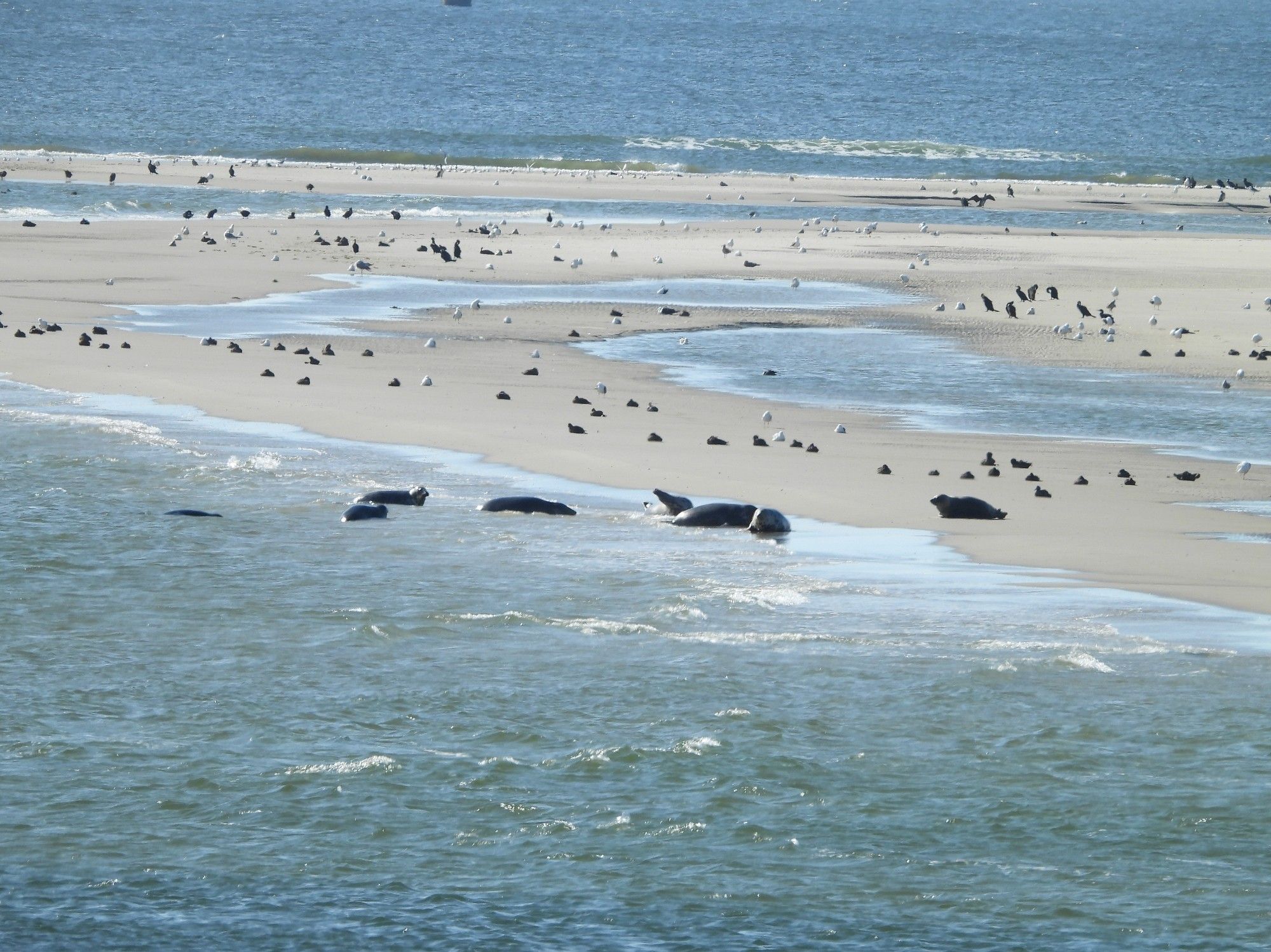 Zeehonden spotten vanaf de boulevard