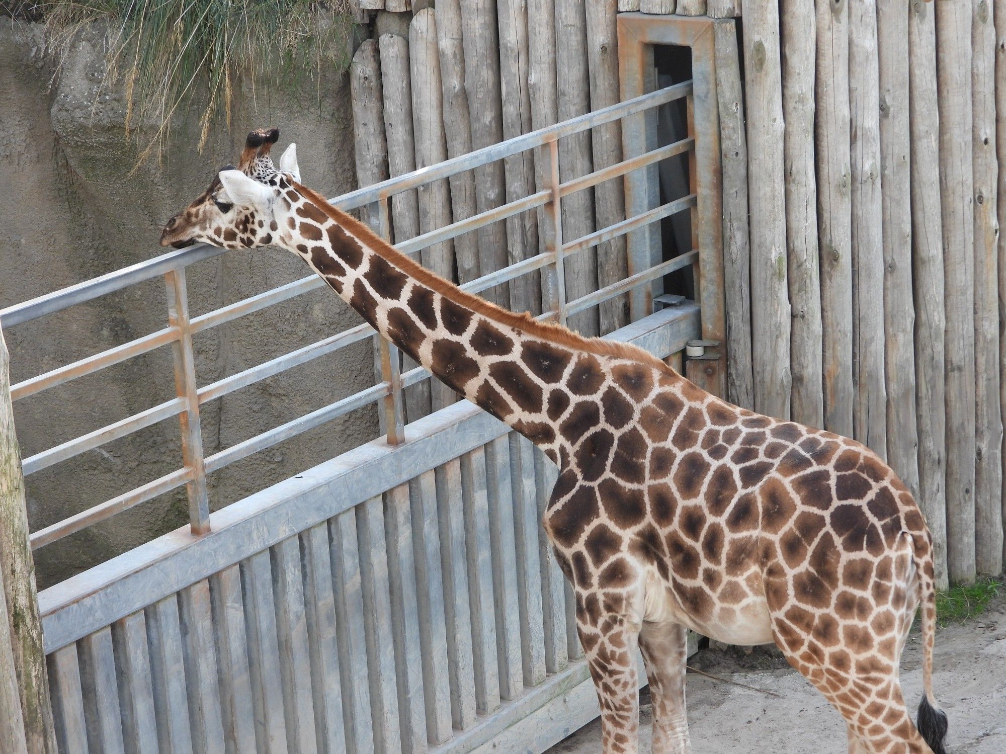 Giraffe leunt met hoofd op hek.