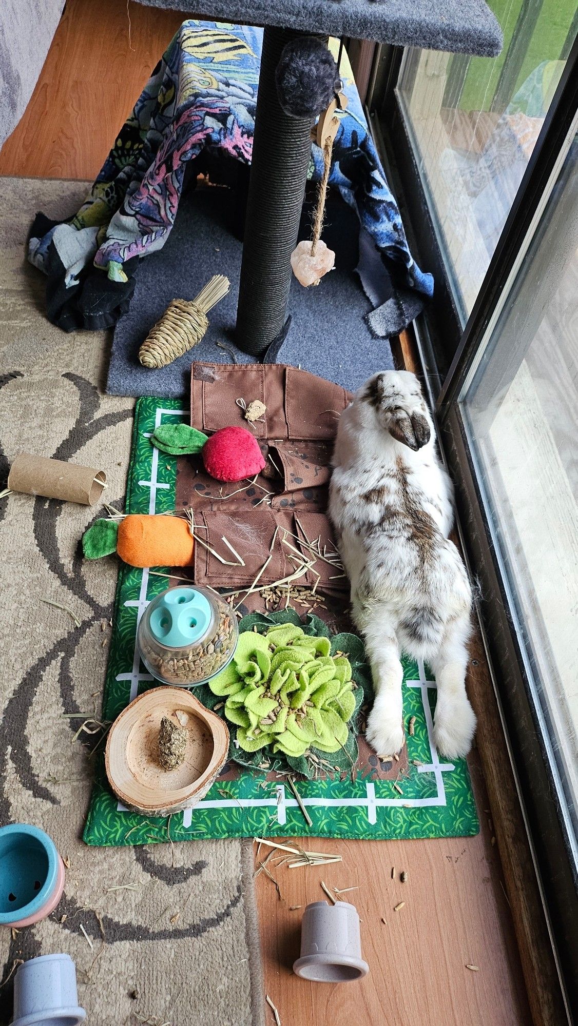 Bunny rabbit splooting on snuffle mat