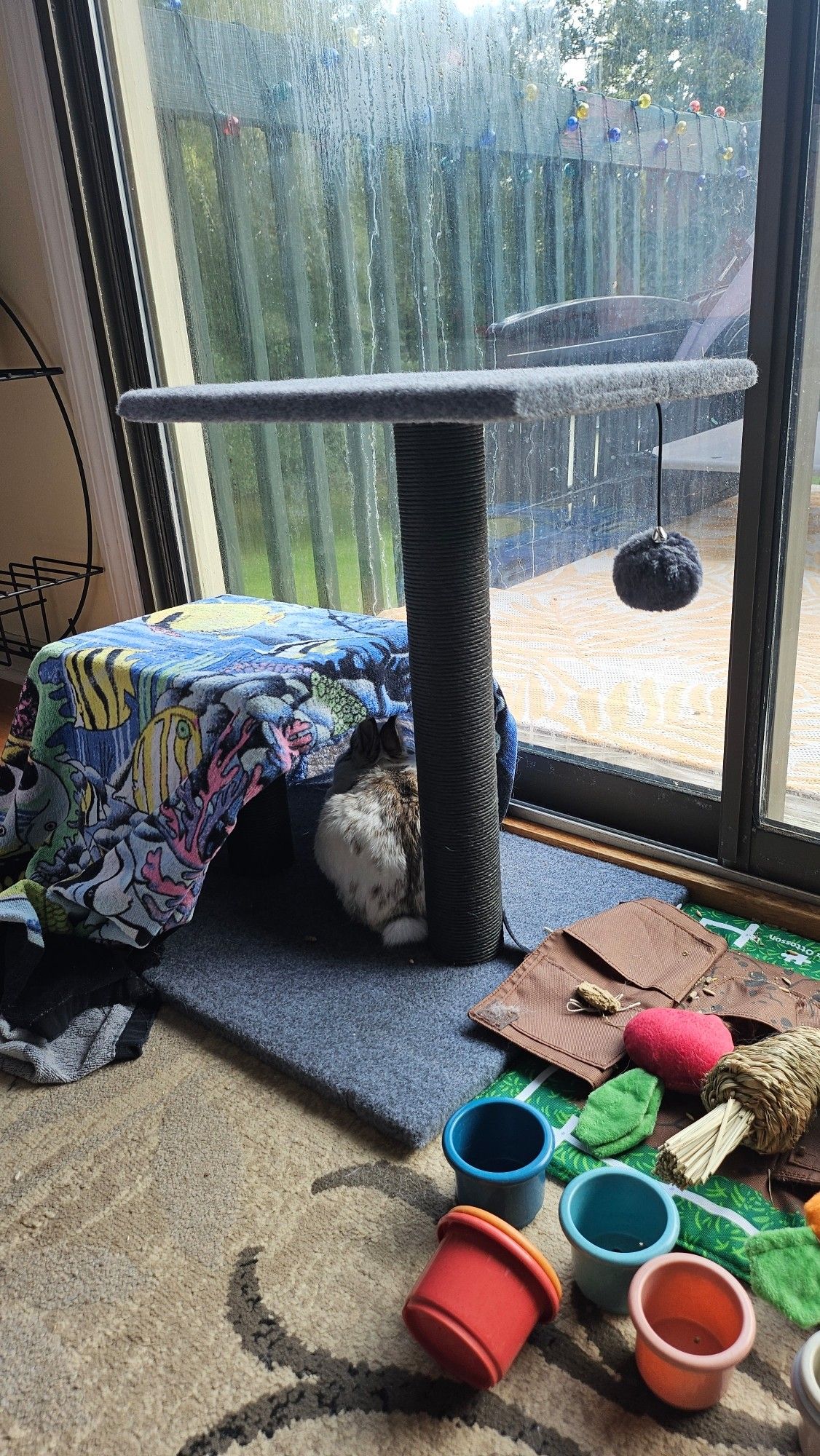 Bunny facing away from camera on a cat tree surrounded by toys