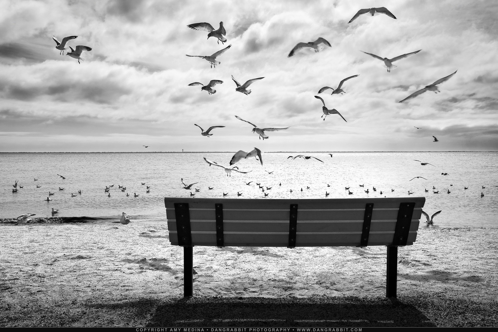 Seagulls fly around a bench sitting along the coast of Long Island. Black and white photograph copyright to Amy Medina, DangRabbit Photography.