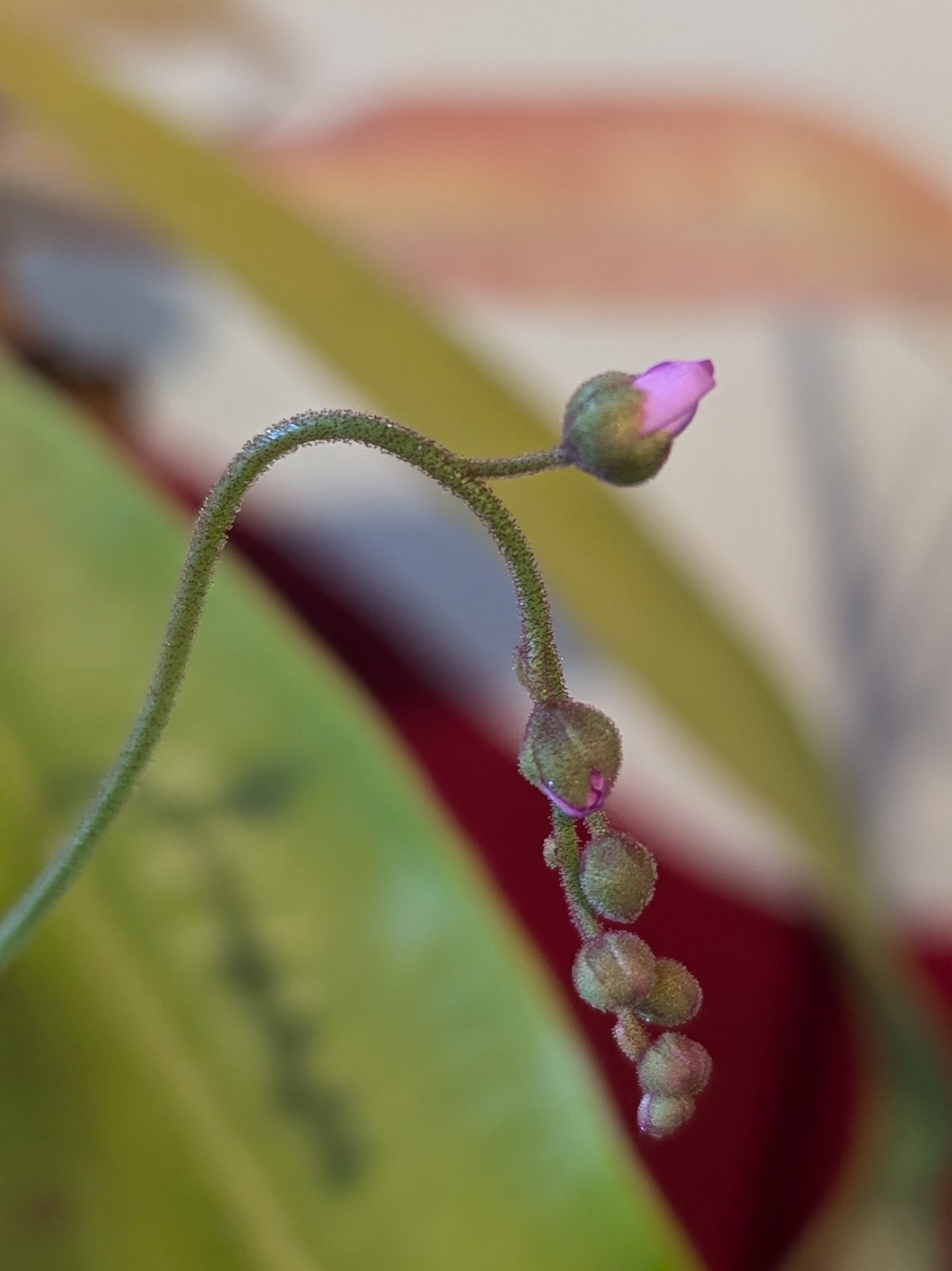 A pink bud on a drosera flower spike, which looks like it will open soon.