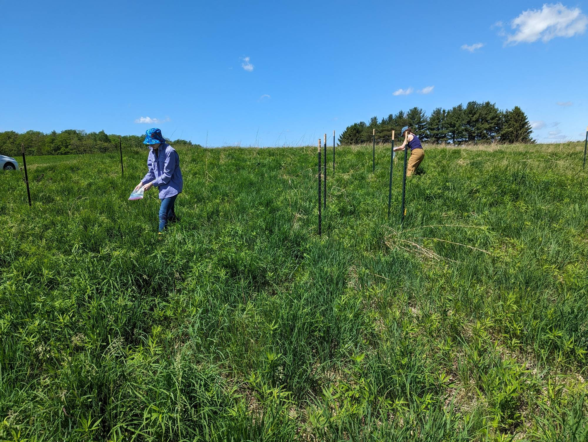 Two individuals applying fertilizer to a grassland