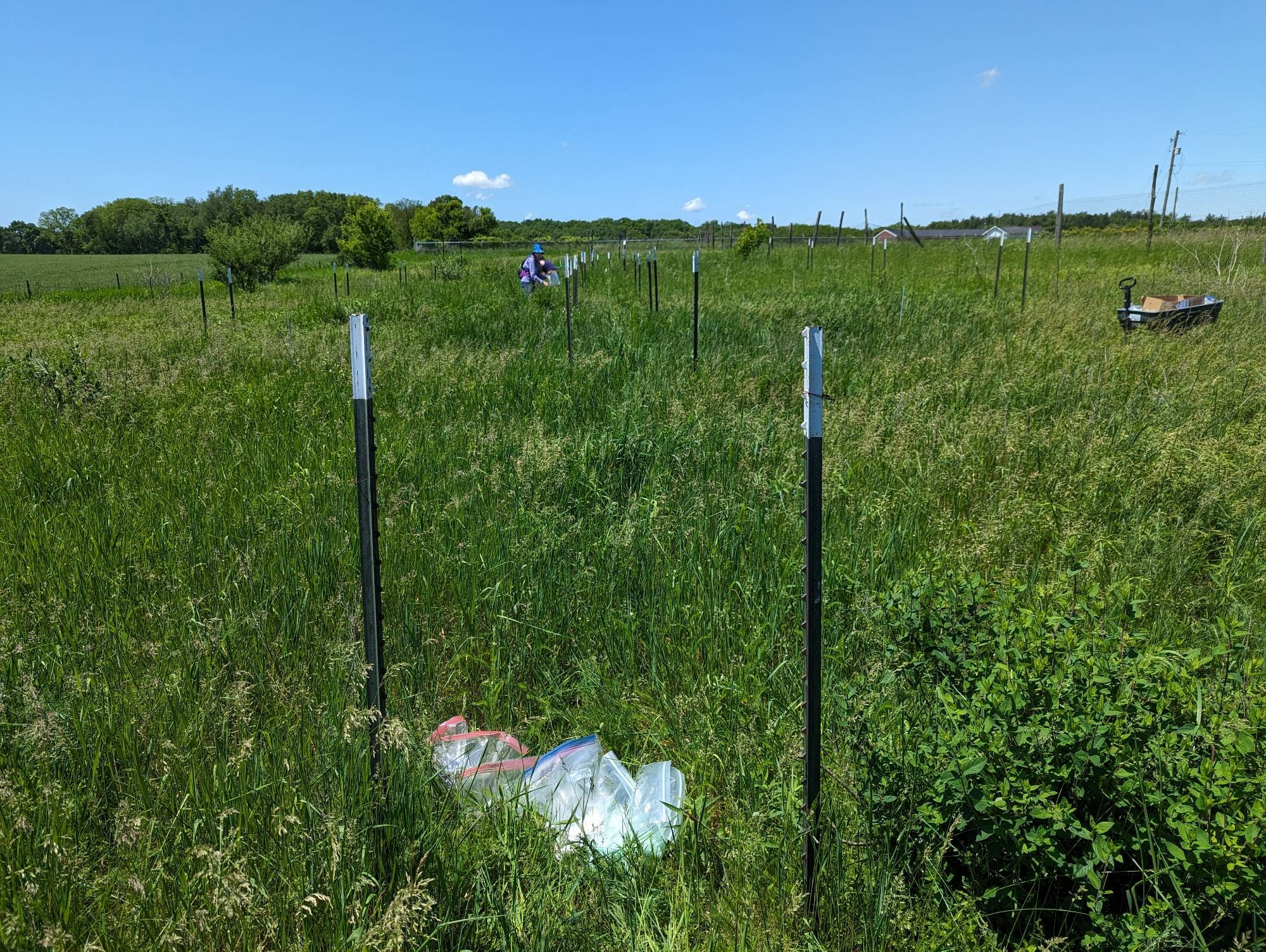 Two individuals applying fertilizer to a grassland