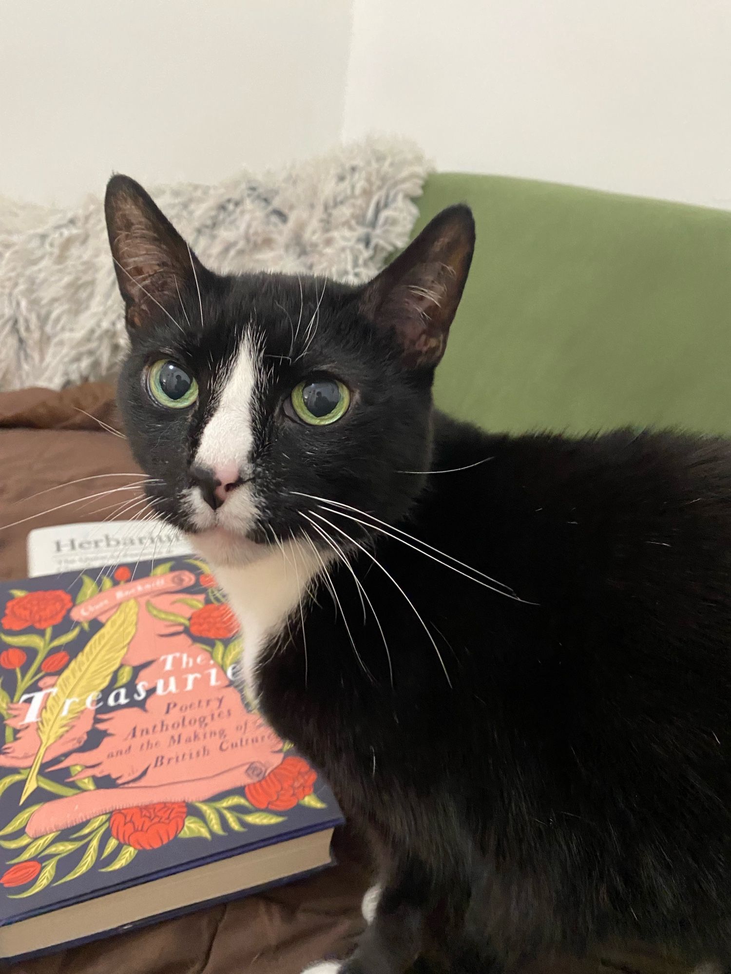 A tuxedo cat on a pile of books. His eyes are the same shade of fern green as the couch behind him.