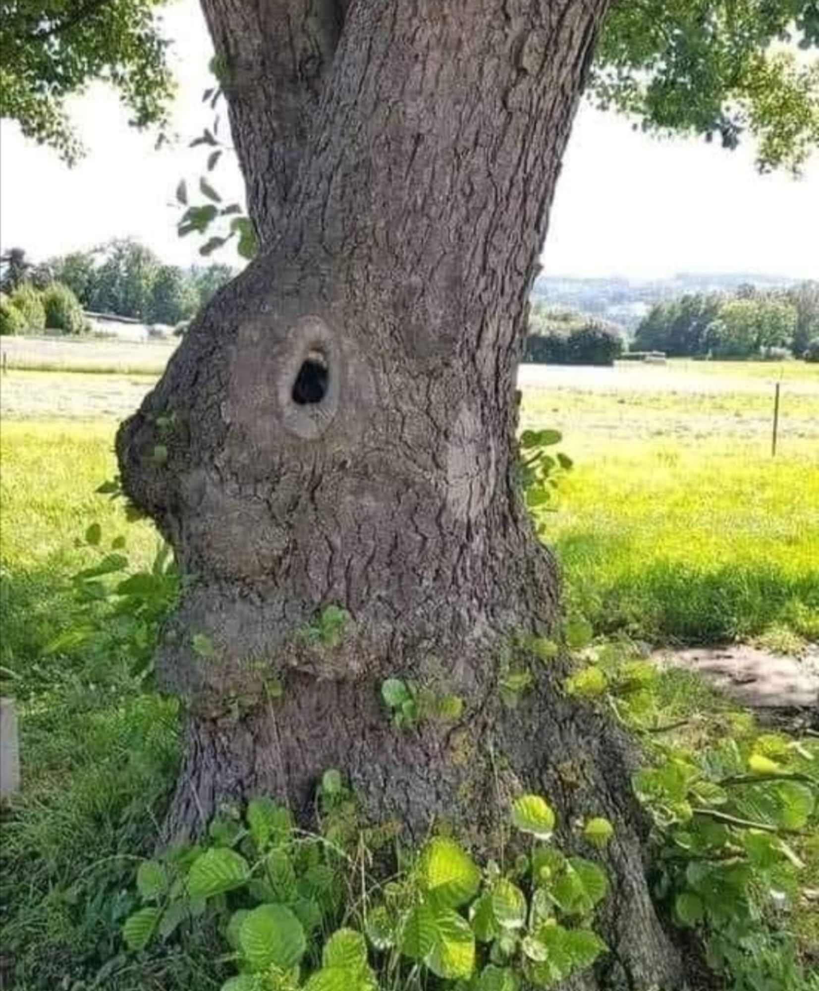 Arbre en forme de lapin 🐰