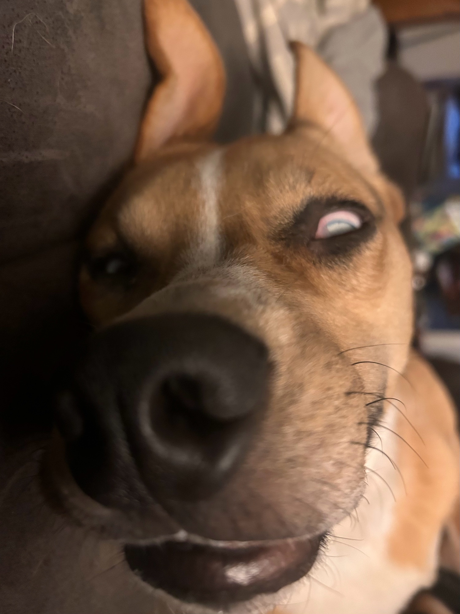 A close up shot of a brown and white dog asleep, eyes slightly open while dreaming