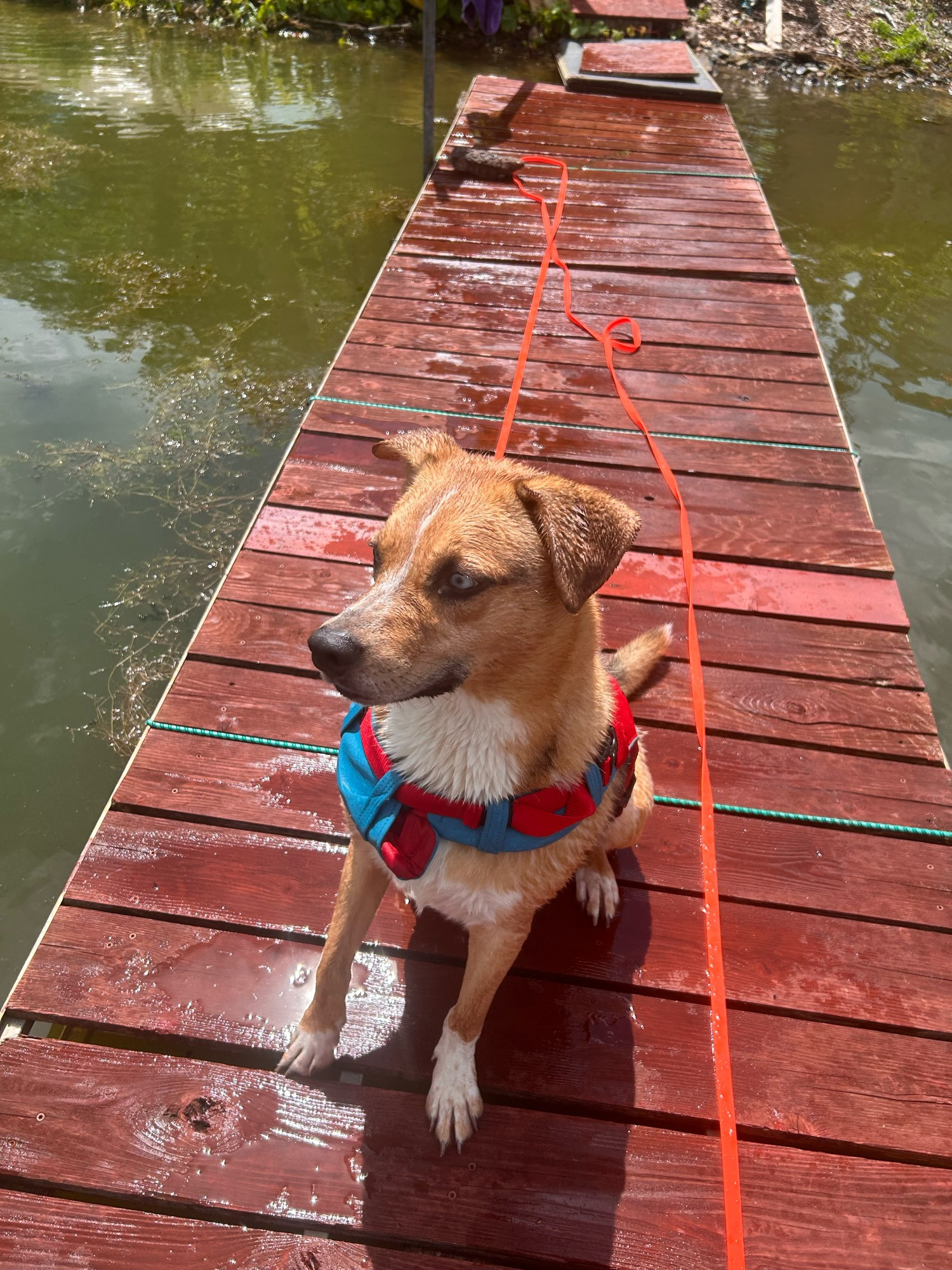 A mostly brown and white dog wearing a life vest sitting on a red dock surrounded by water