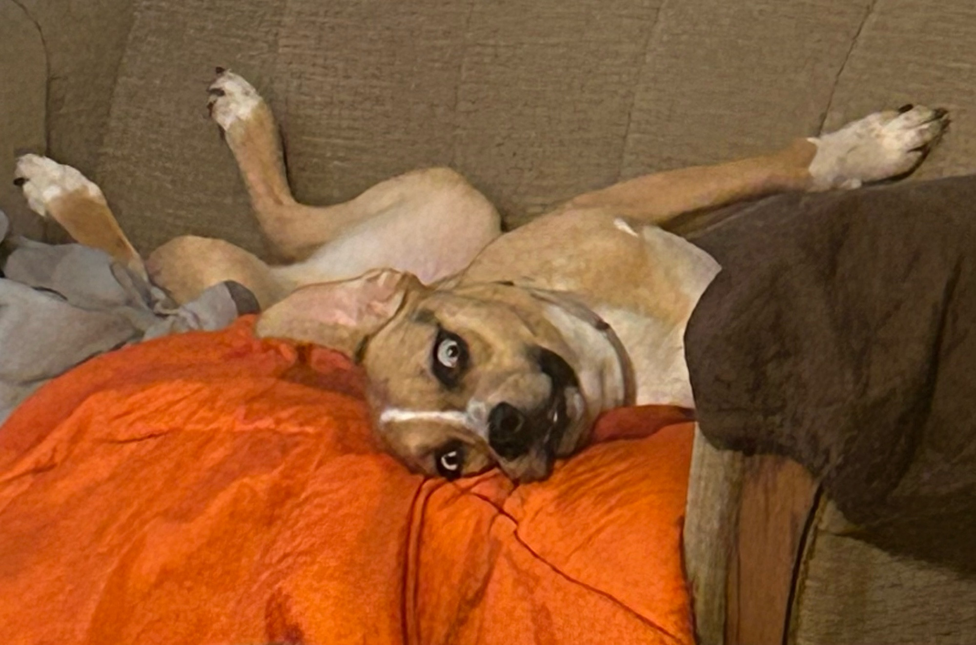 A brown and white dog very awake laying on its side and back at the same time, about to keep off the couch and tackle the photo taker