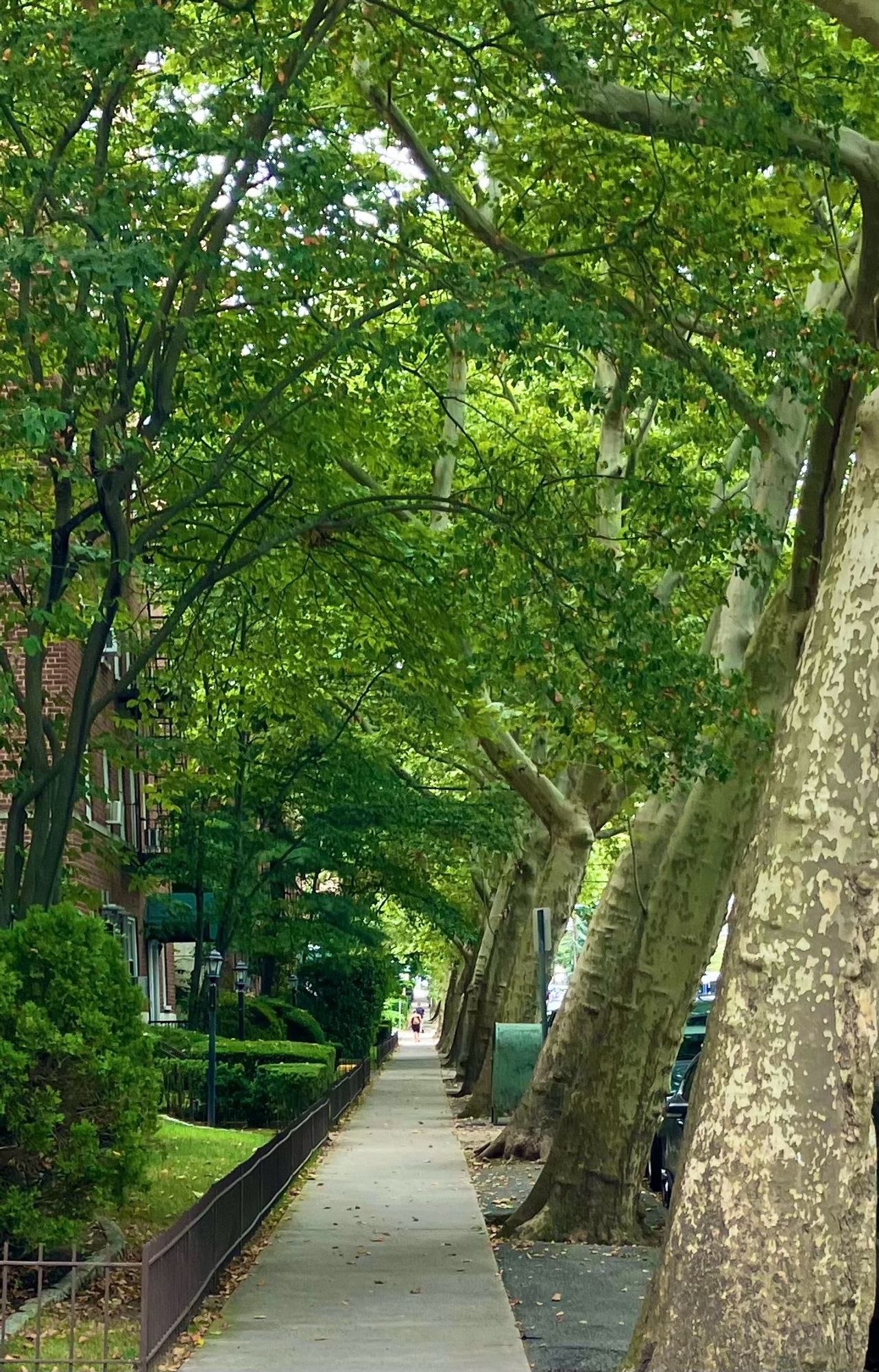 A shaded suburban sidewalk protected by an archway of tall trees