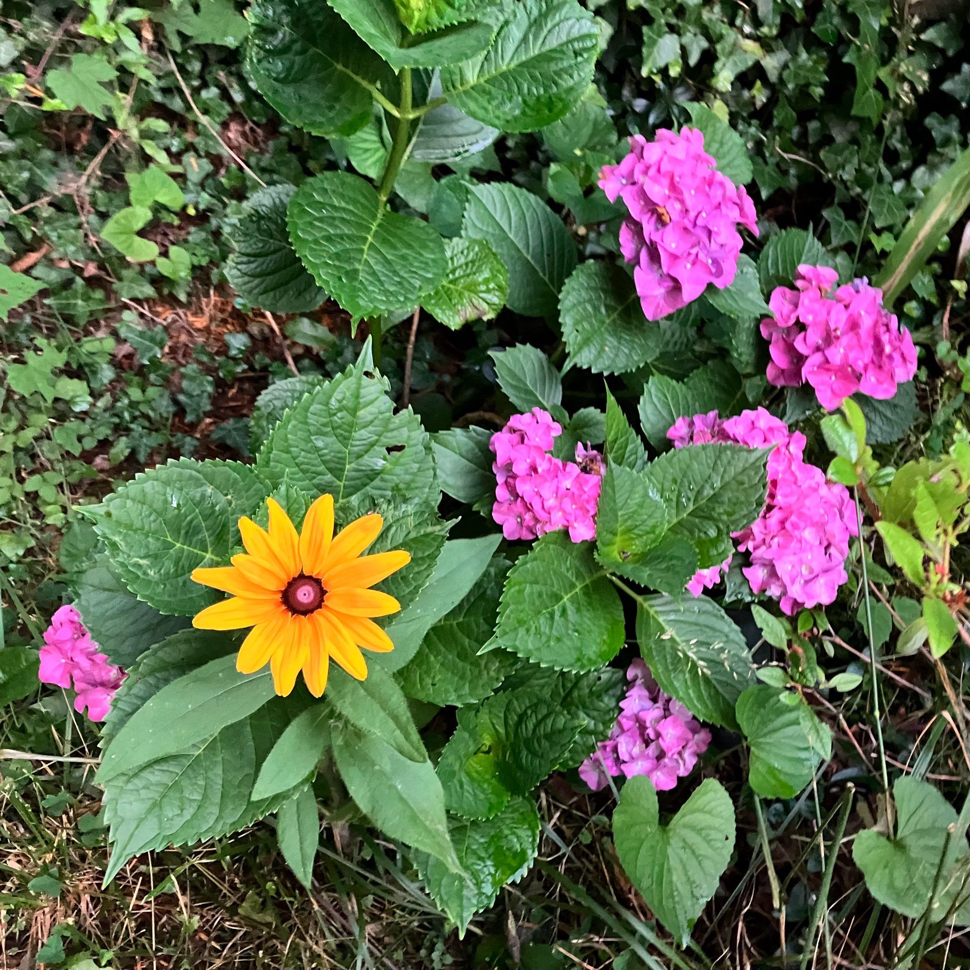 A wildflower outshines a cultivated garden shrub