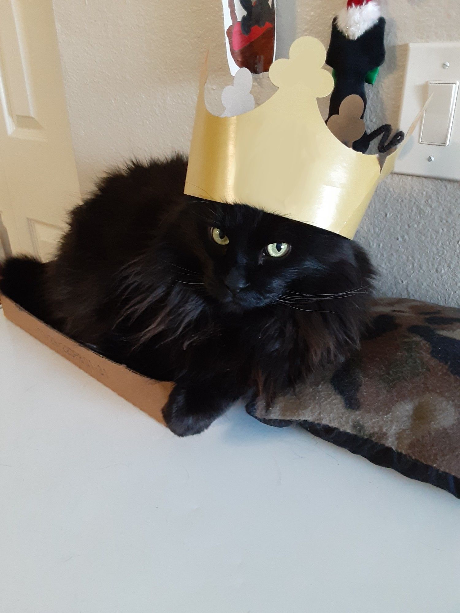 A picture of an ebony cat named Mia.

He has long fur, amber-green eyes, and on the chubby side; he's sitting in a box and wearing a cardboard crown.