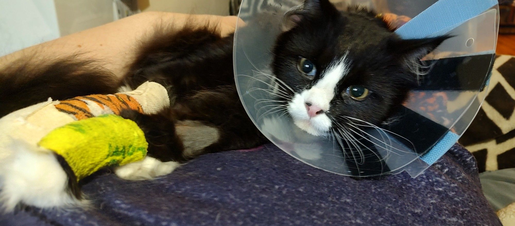 A sad kitty who is minus one toe. He has a cone on and bandages on his feet.