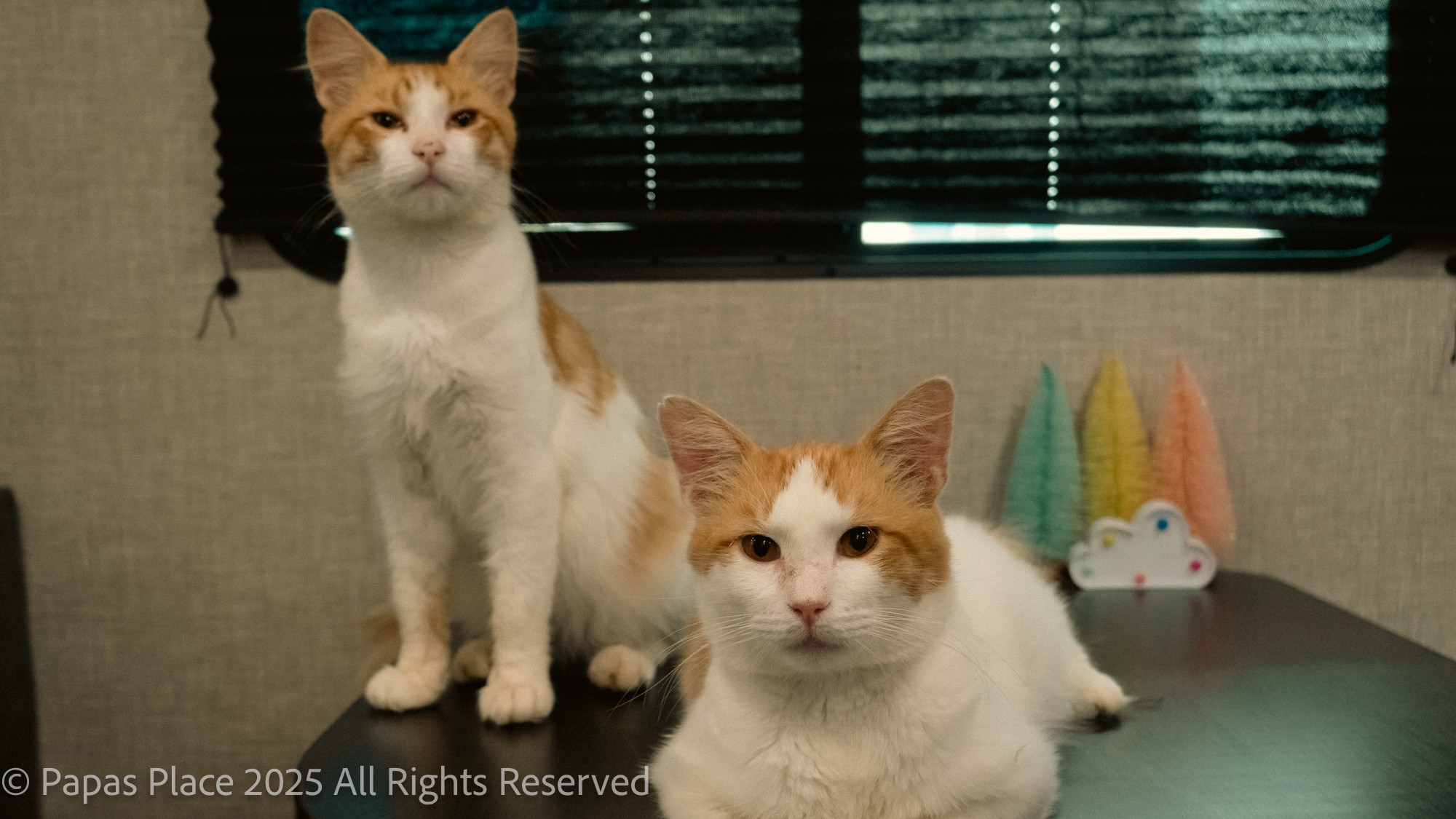 Spoingus & Bingus, orange & white twin kitties, sitting on a table looking at the camera