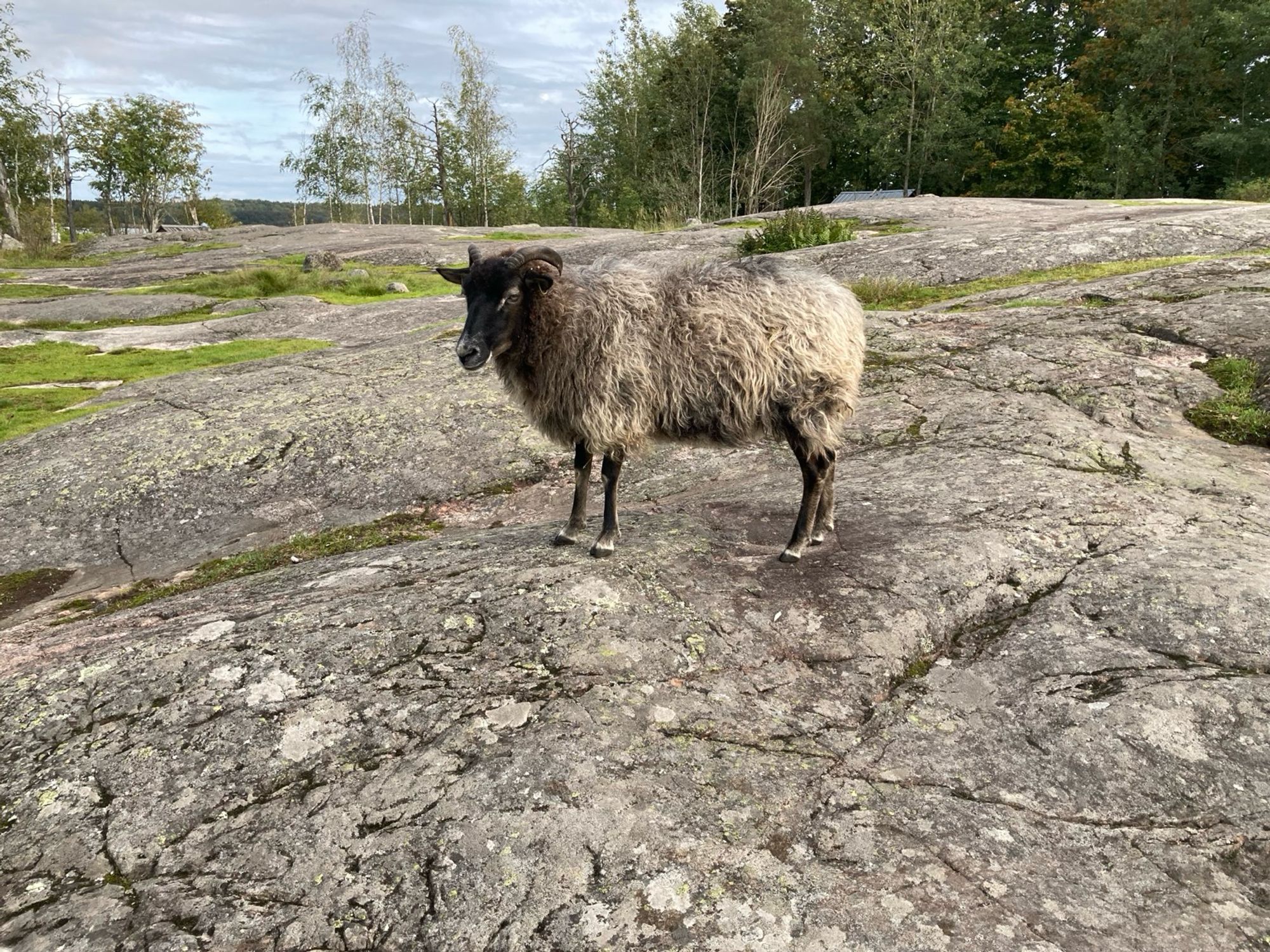 Lammas seisoo kalliolla Kuusiluodossa