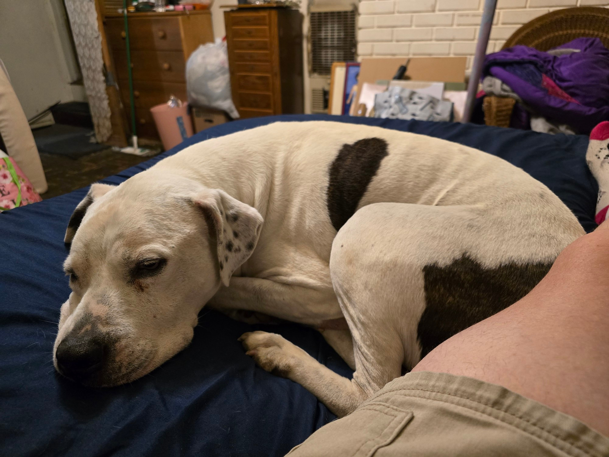 A white and brindle Argentinian mastiff mix resting on a navy bed sheet next to a leg.