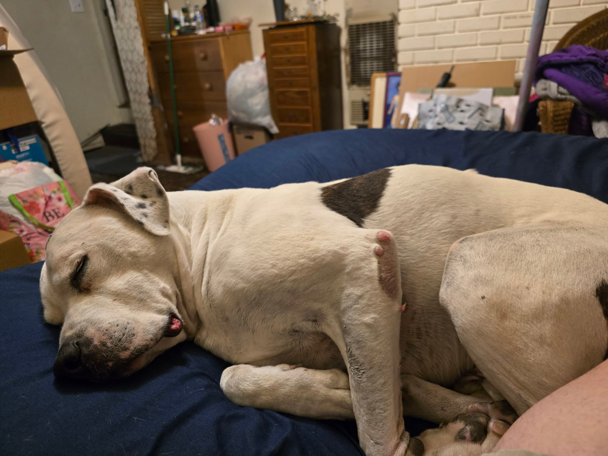 A white and brindle Argentinian mastiff mix sleeping on a navy bed sheet next to a leg.