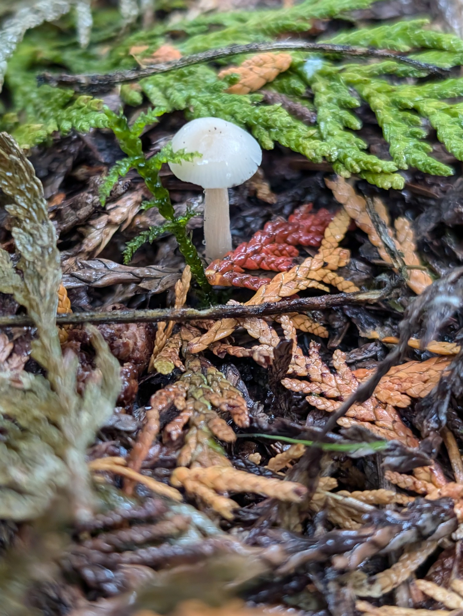 A tiny white mushroom growing out of leaf litter